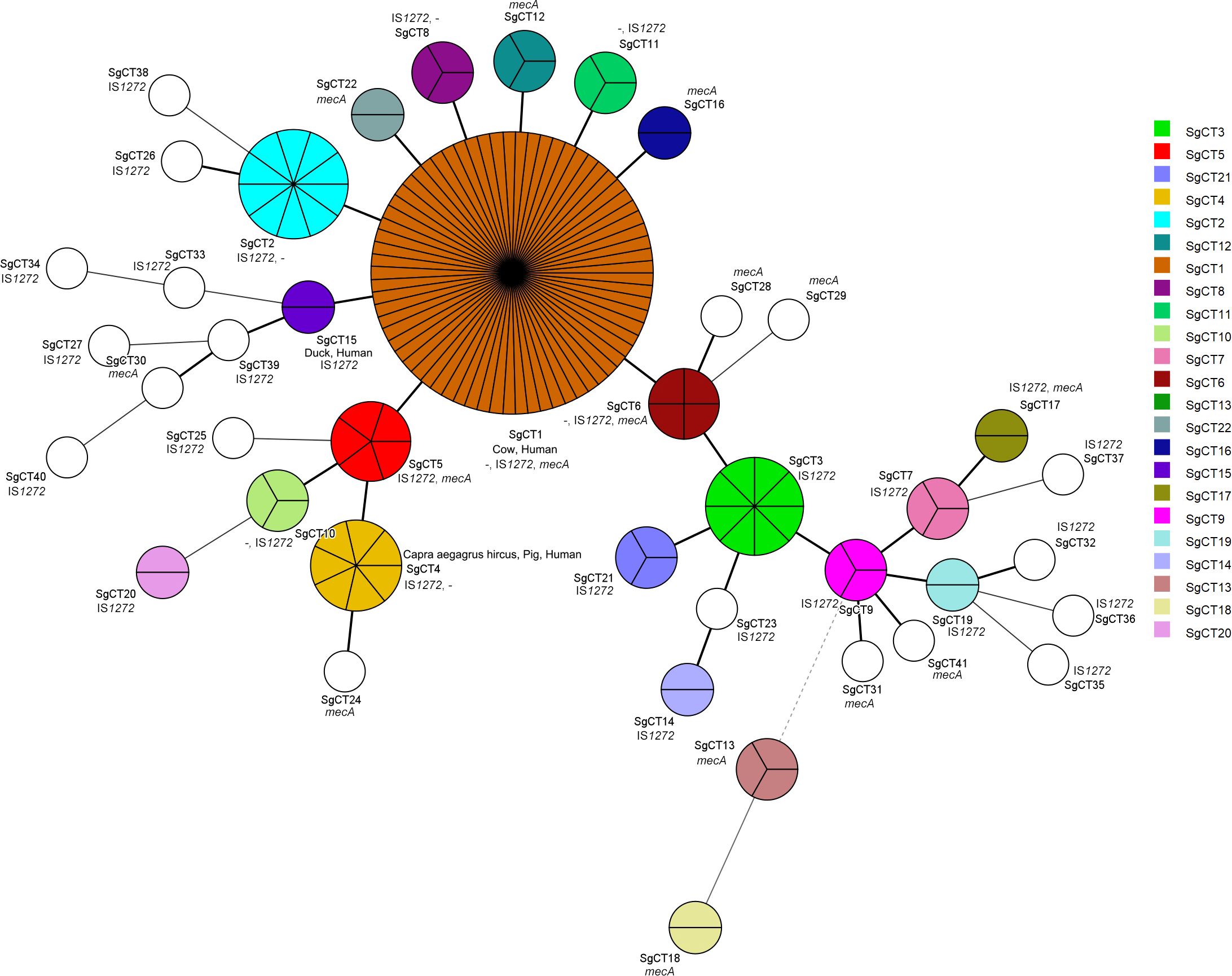 A complex haplotype network diagram representing genetic relationships among different haplotypes, identified with labels such as SgCT1, SgCT2, and associated with sequences like IS1272 and mecA. Nodes, represented by circles of varied colors and sizes, indicate haplotypes and their frequencies. Colors correlate with a legend to the right specifying different haplotype groups like SgCT3, SgCT5, etc. Solid lines connect related haplotypes, illustrating genetic linkages. Some nodes mention hosts, including cow, human, duck, pig, and goat, indicating organism associations.