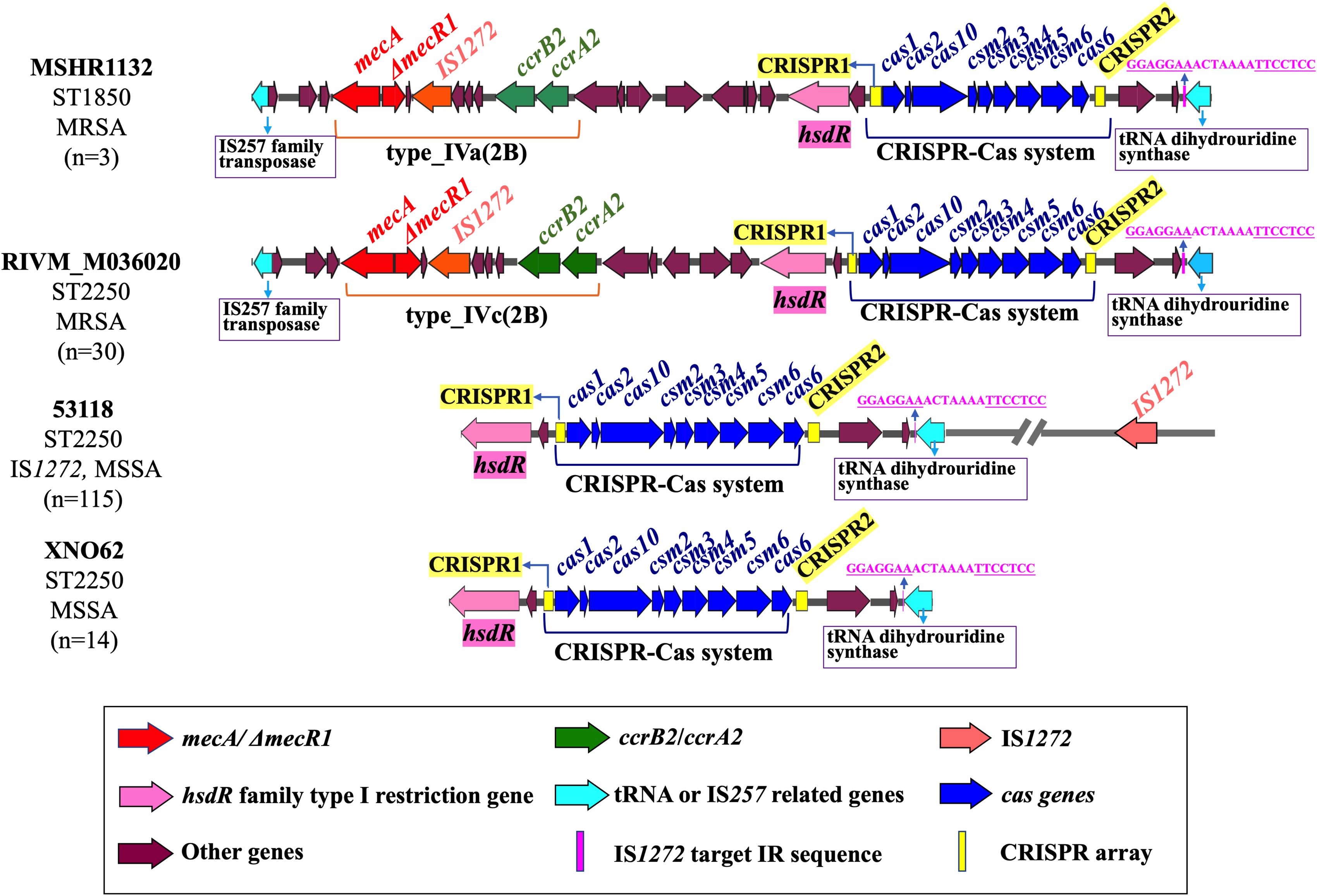 Genetic maps of different strains (MSHR1132, RIVM_M036020, 53118, XN062) detailing CRISPR-Cas systems, mecA/ΔmecR1, IS1272, and other genes such as hsdR and ccrB2/ccrA2. The diagram is color-coded with a legend indicating gene types, transposases, target sequences, and CRISPR arrays.