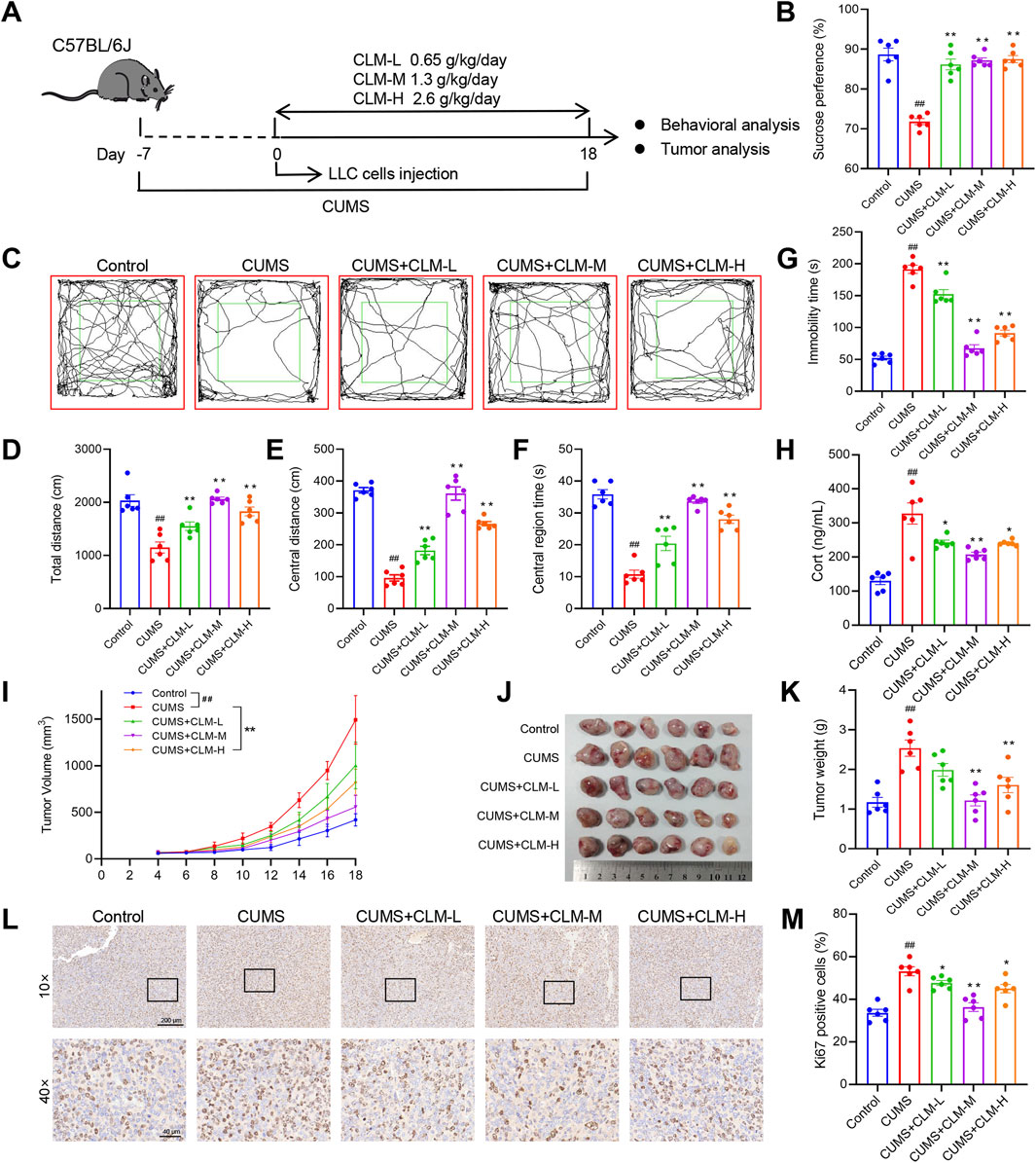Schematic of the experimental design, behavioral and tumor analyses, and results in mice. Panel A shows the timeline of treatments. Panel B-M are graphs and images presenting the effects of different treatments on sucrose preference, immobility time, total and central distance, central region time, tumor volume, tumor weight, corticosterone levels, and Ki67 positive cells. Images C and J show movement patterns and tumor samples, respectively. Panel L shows histological sections at 10x and 40x magnifications. All data are presented with significant differences between groups, highlighting the effects of CLM treatments in CUMS-induced conditions.