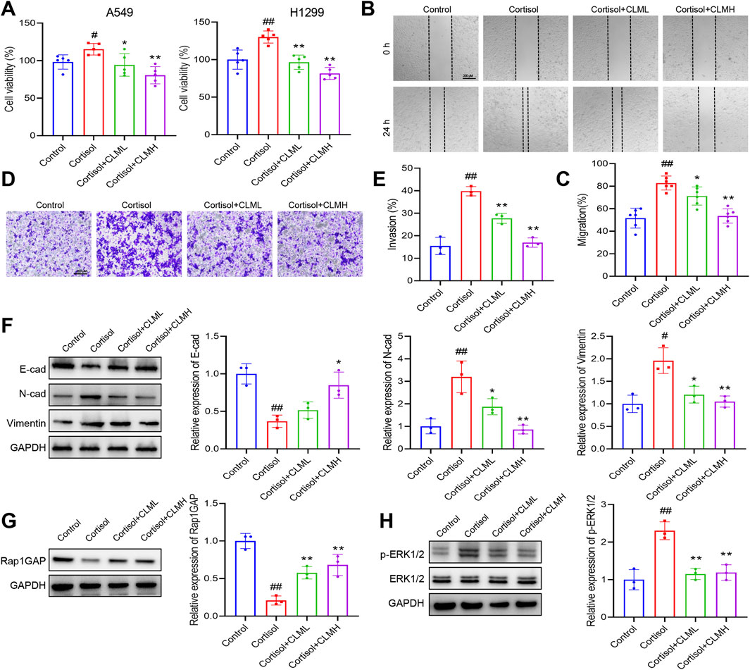 Graphs and images depict the effects of cortisol, CLML, and CLMH on A549 and H1299 cells. Panels A-H show cell viability, migration, invasion, protein expression, and blot analysis for different treatment groups. Statistical significance is marked with stars and hash signs.