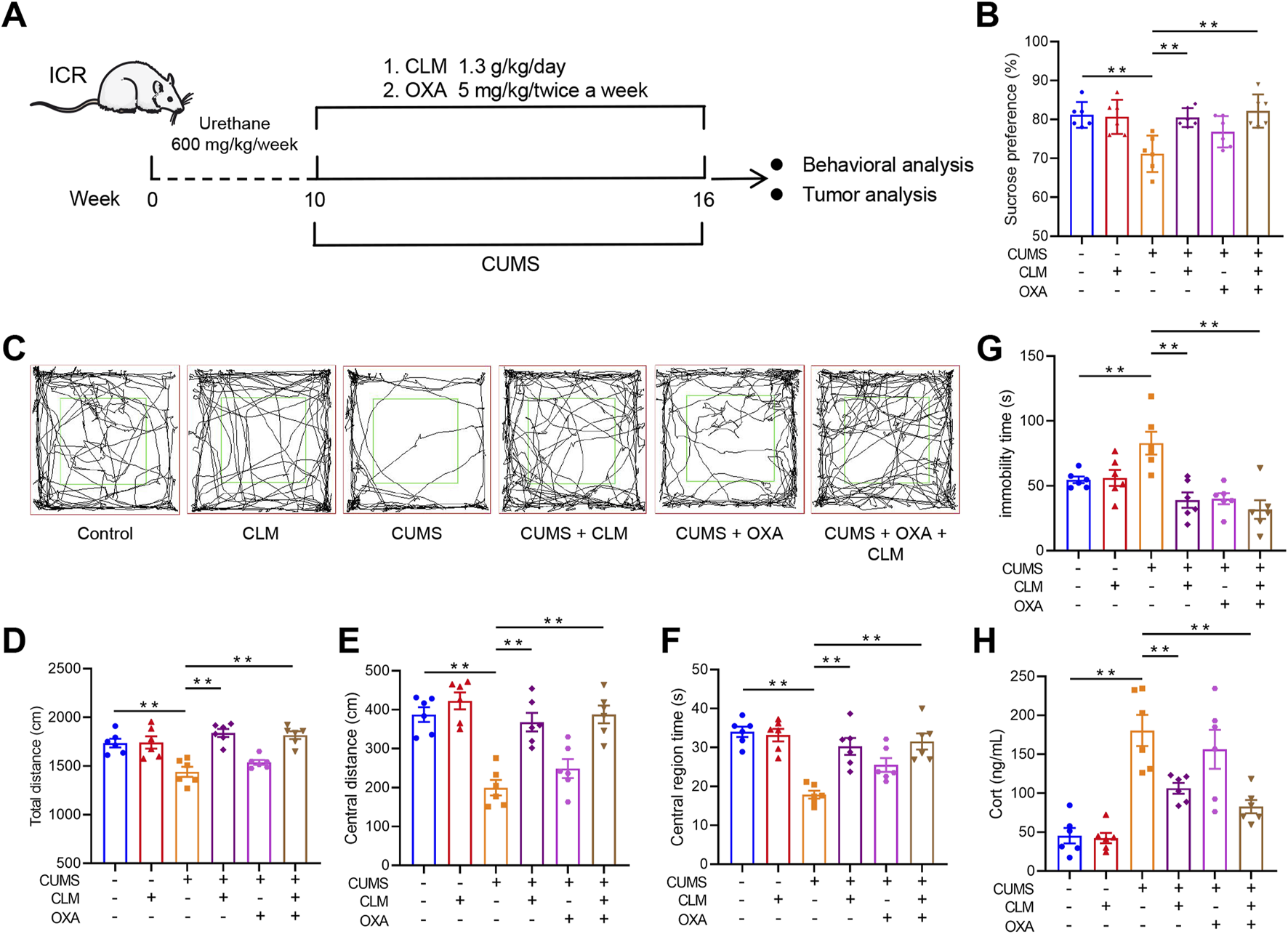 Diagram shows a schematic of an experimental setup involving mice treated with urethane, CLM, and OXA, with behavioral and tumor analyses at week 16. Path traces in open field tests for different groups: Control, CLM, CUMS, CUMS+CLM, CUMS+OXA, and CUMS+OXA+CLM. Bar graphs display effects on sucrose preference, total distance, central distance, central region time, immobility time, and Cort levels, with various treatment combinations showing statistically significant differences.