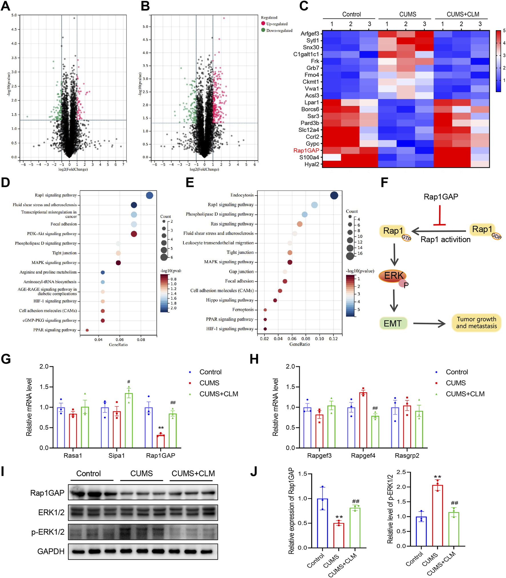 Volcano plots (A, B) show gene expression changes, highlighting upregulated (green) and downregulated (red) genes. Heatmap (C) illustrates gene expression across different conditions: Control, CUMS, CUMS+CLM. Bubble charts (D, E) display enriched pathways, with bubble size indicating gene count. Diagram (F) outlines Rap1GAP and Rap1 roles in signaling. Bar graphs (G, H, J) present mRNA and protein levels of various genes and phosphorylated proteins across conditions. Western blot images (I) compare expression levels of Rap1GAP, ERK1/2, p-ERK1/2, and GAPDH among groups.