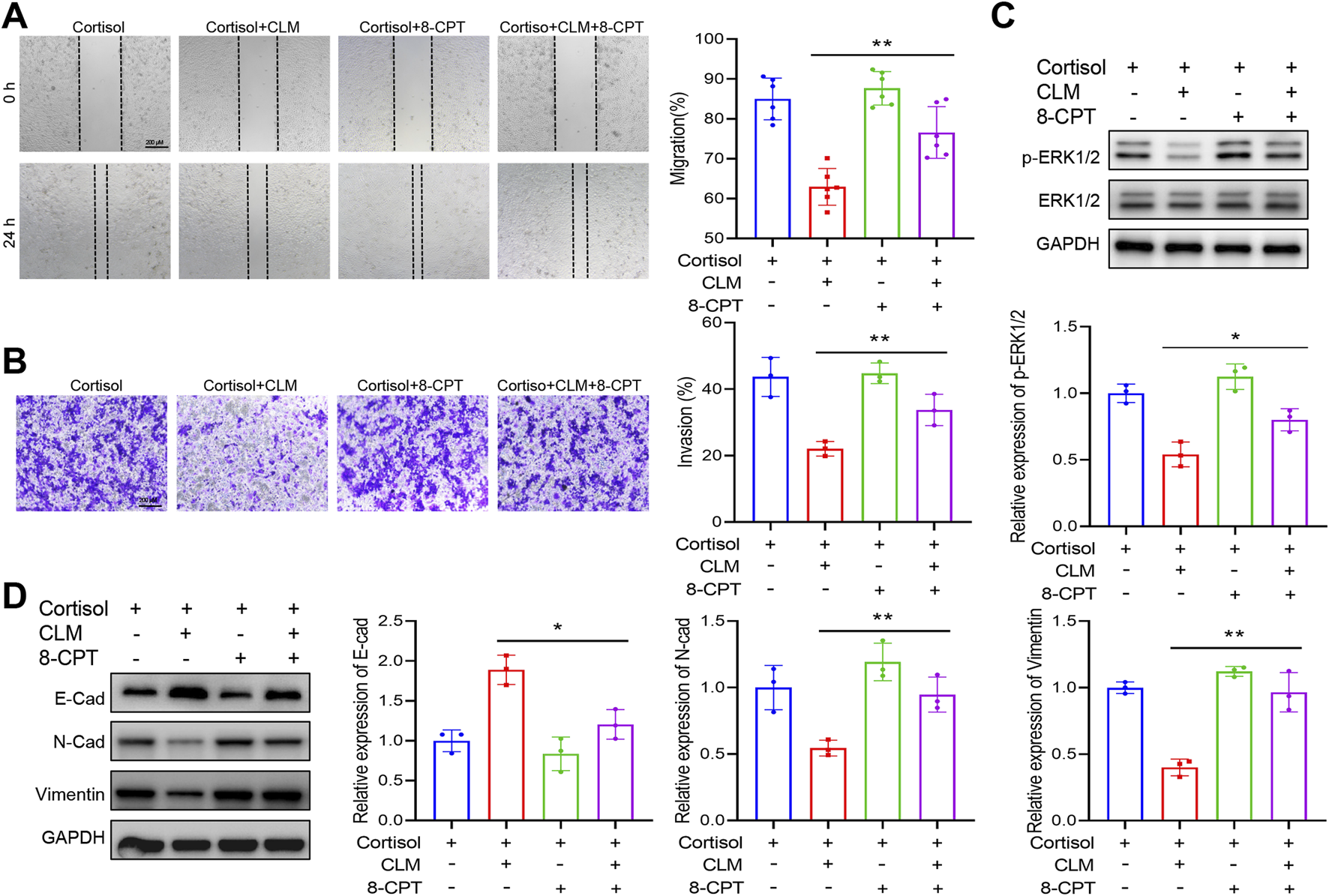 A composite scientific figure illustrating the effects of cortisol, CLM, and 8-CPT on cell behavior. Panel A shows cell migration over 24 hours with corresponding bar graphs indicating significant differences. Panel B displays cell invasion under different treatments with accompanying bar graphs. Panel C includes Western blots for p-ERK1/2, ERK1/2, and GAPDH alongside bar graphs of protein expression levels. Panel D presents Western blots for E-Cadherin, N-Cadherin, Vimentin, and GAPDH, with bar graphs indicating changes in protein expression. Asterisks denote statistical significance.