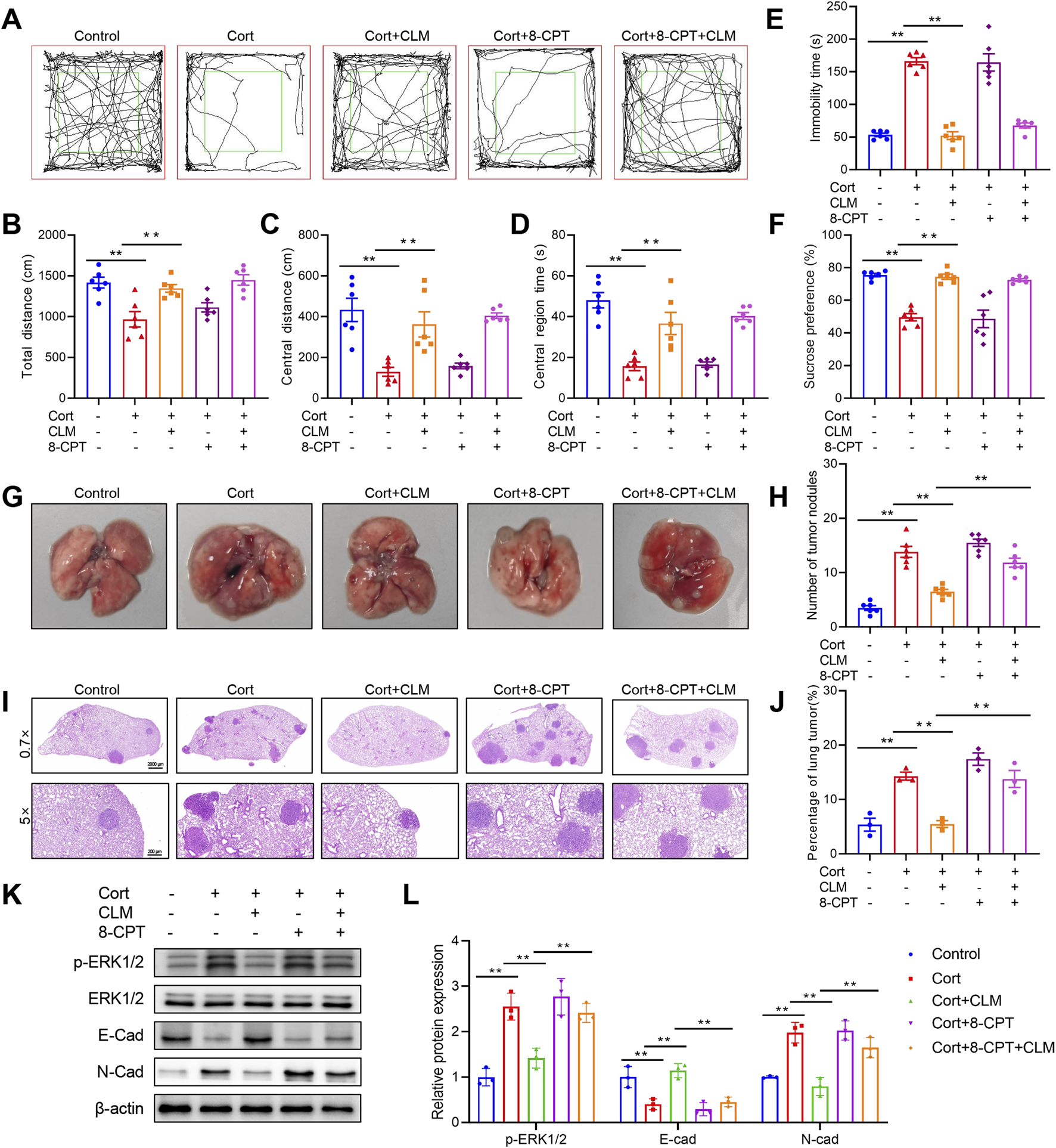 Panel A shows animal movement paths under different treatments, including control and three experimental conditions, with varying activity. Panels B to F display bar graphs comparing total distance, central distance, central region time, immobility time, and sucrose preference, respectively, indicating significant differences across groups. Panel G presents images of lungs under different conditions, while H and J show bar graphs for the number of tumor nodules and lung tumor percentage. Panel I offers histological slides at different magnifications. Panel K contains Western blot images for various proteins, and panel L presents corresponding bar graphs for protein expression levels. Statistical significance is noted with asterisks.