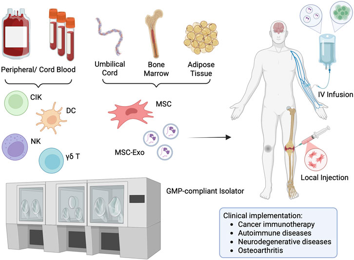 Diagram depicting sources and applications of cell therapy. Peripheral/cord blood, umbilical cord, bone marrow, and adipose tissue are shown as sources of various cells like CIK, DC, NK, γδ T, MSC, and MSC-Exo. Cells are processed in a GMP-compliant isolator. They can be administered via IV infusion or local injection into a human body. Clinical implementation areas include cancer immunotherapy, autoimmune diseases, neurodegenerative diseases, and osteoarthritis.