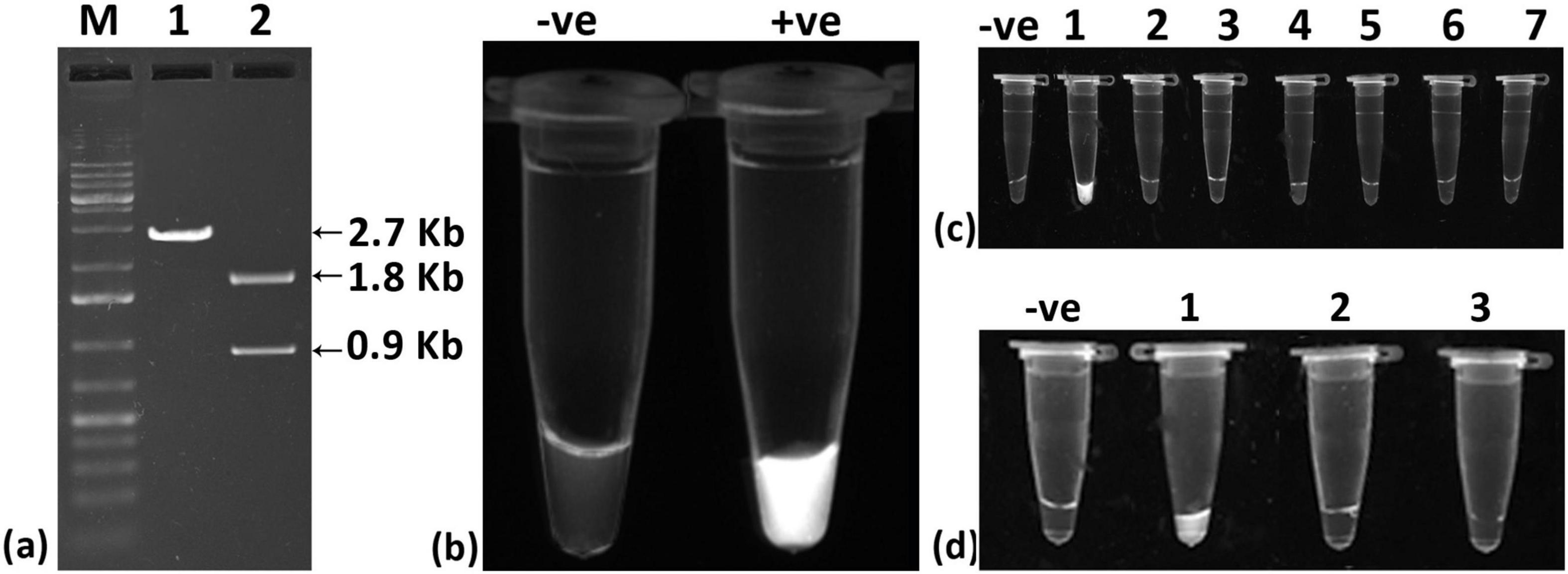 (a) Gel electrophoresis image showing DNA bands with sizes 2.7, 1.8, and 0.9 kilobases labeled M, 1, and 2. (b) Two reaction tubes labeled negative and positive under fluorescence, where the positive shows luminescence. (c) Seven tubes, including a negative control, lined up with varying fluorescence levels. (d) Four tubes including a negative control and three samples, showing fluorescence in the second sample.