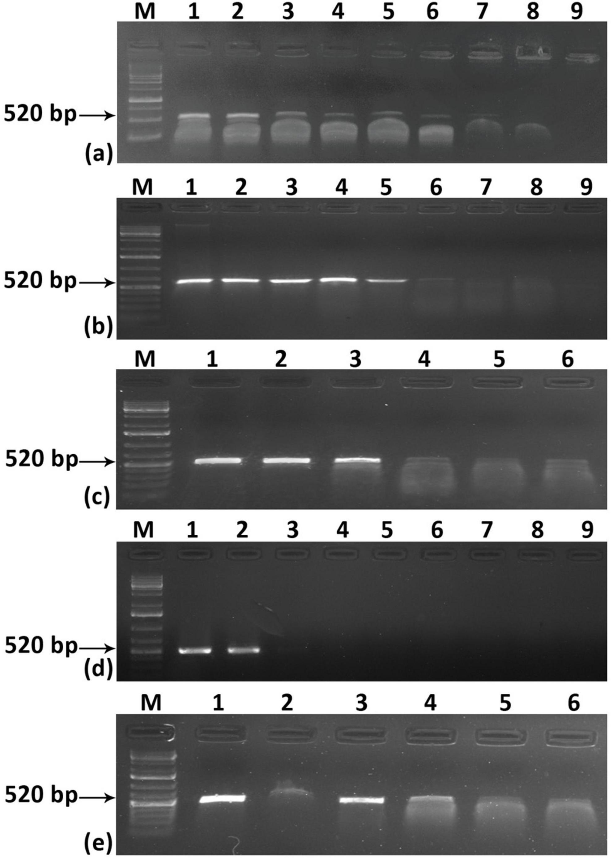 Electrophoresis gel images labeled a through e, each with lanes marked M and numbers. Bands appear around the 520 base pair marker, indicating DNA fragment sizes. Patterns vary across images.