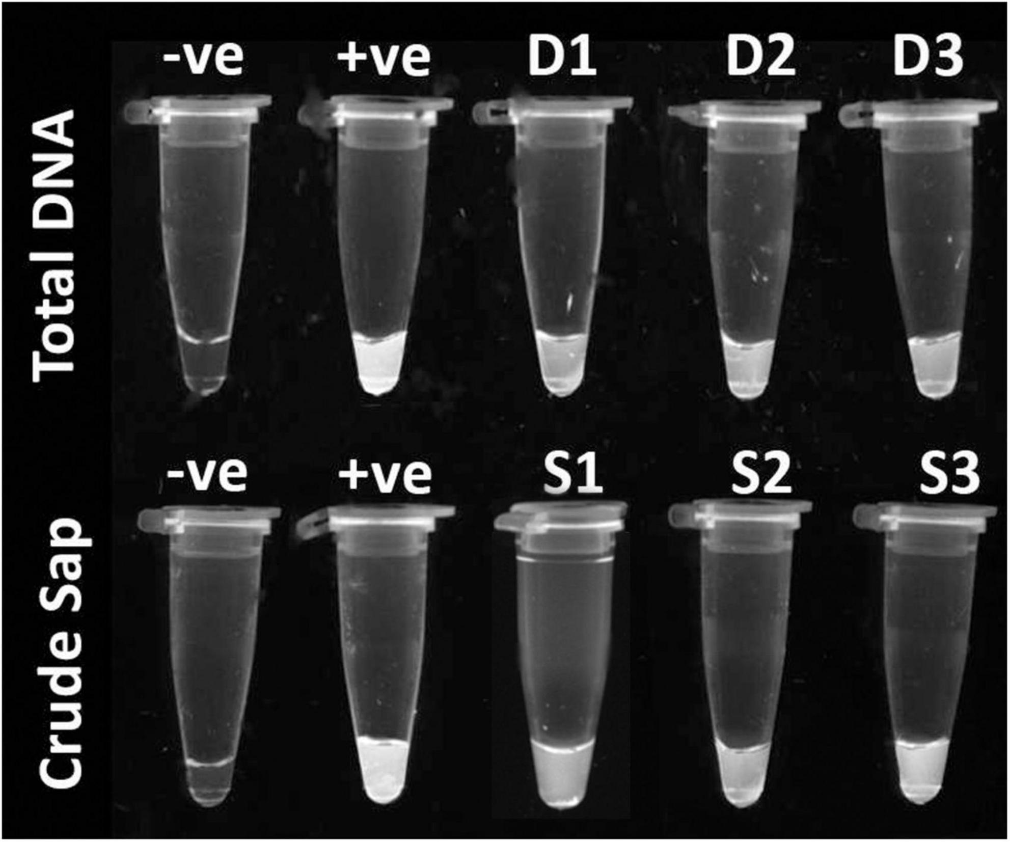 Two rows of test tubes labeled for a DNA experiment. The top row is labeled “Total DNA” with tubes marked -ve, +ve, D1, D2, D3. The bottom row is labeled “Crude Sap” with tubes marked -ve, +ve, S1, S2, S3.