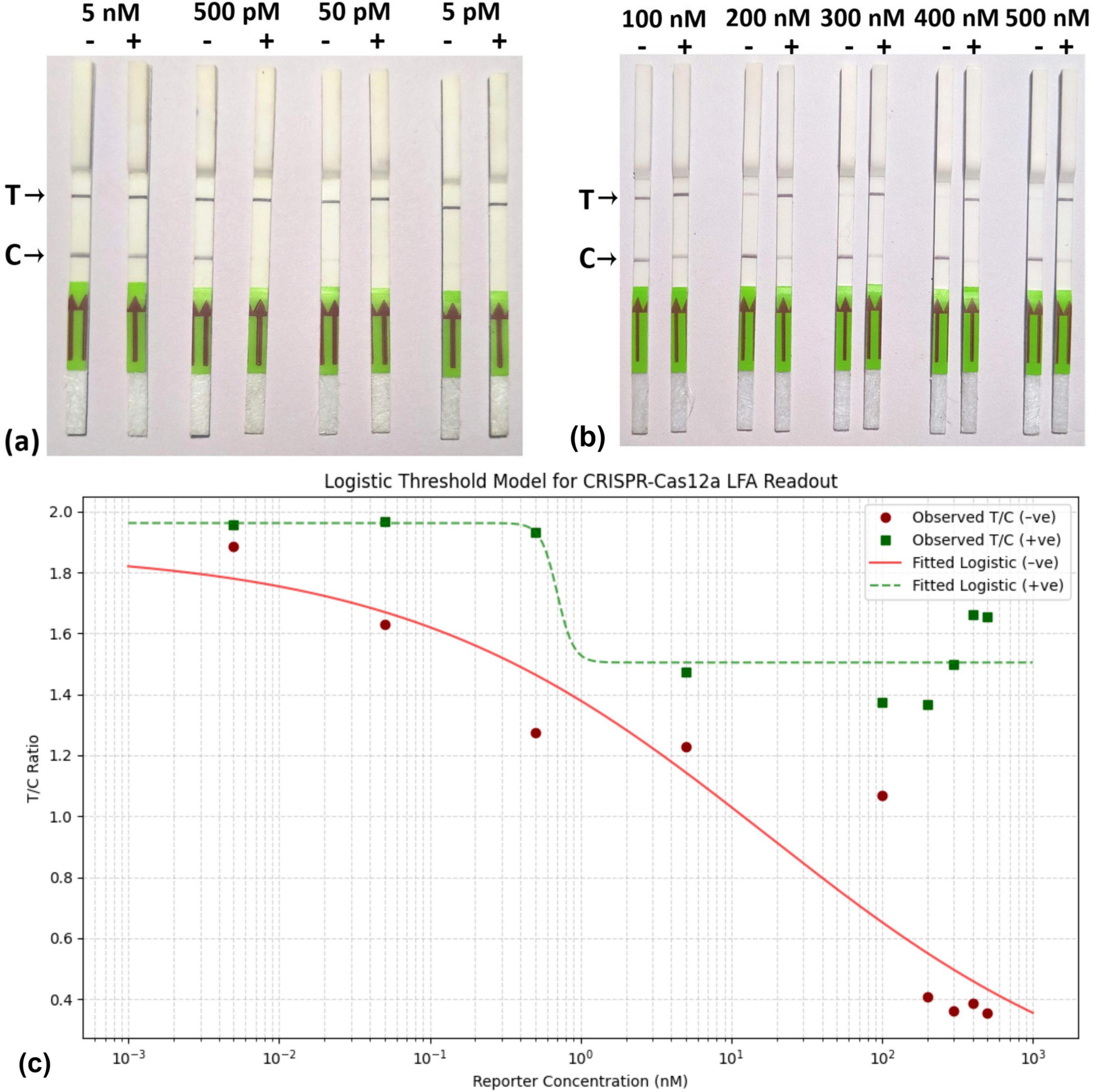 (a) and (b) show lateral flow assays with test (T) and control (C) lines at various concentrations and indicators. Positive and negative results are compared side by side. (c) A graph illustrating the logistic threshold model for CRISPR-Cas12a LFA readout, plotting T/C ratio against reporter concentration in nanomoles (nM). Data points are marked for observed and fitted logistic models as either positive or negative.