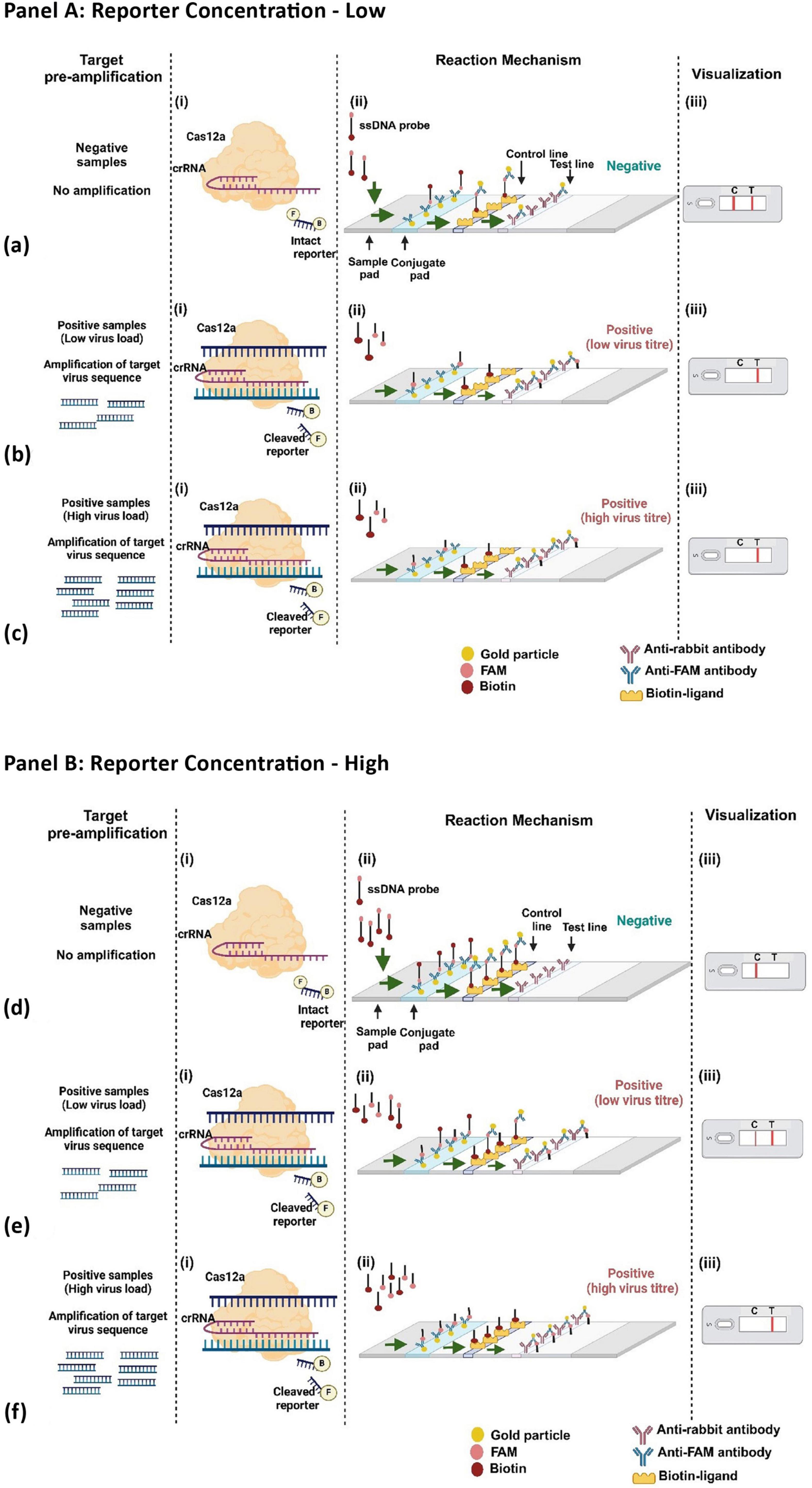 Panel A and B illustrate reaction mechanisms and visualization processes for low and high reporter concentrations, respectively. Each panel shows three scenarios: negative samples, positive samples with low virus load, and high virus load. Diagrams include Cas12a enzyme interactions with crRNA, ssDNA probe activity, and resulting visual test displays. Key elements include gold particles, FAM, biotin, various antibodies, and biotin-ligands for detecting virus presence, indicated by lines marked as negative or positive.