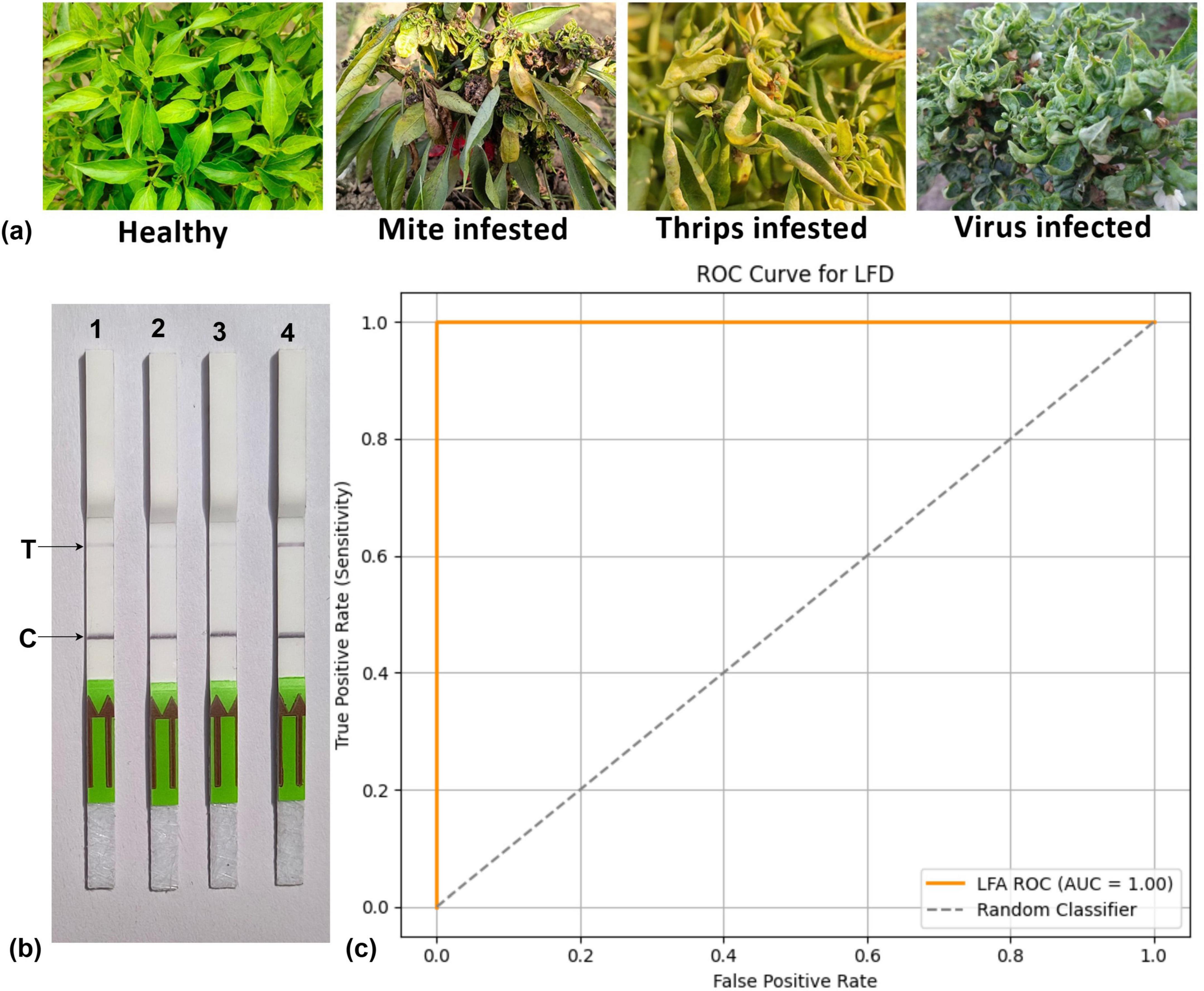 Four panels illustrate: (a) images of plants showing healthy, mite-infested, thrips-infested, and virus-infected states; (b) four lateral flow device tests labeled one to four with T and C lines; (c) a Receiver Operating Characteristic curve for LFD with an area under the curve of one point zero, depicted by an orange line, compared to a random classifier shown as a dashed line.