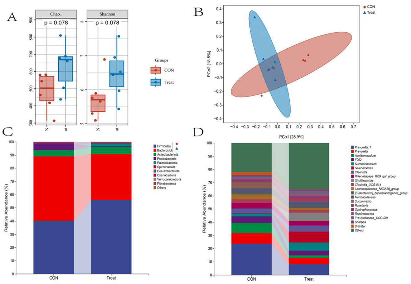 Panel A shows box plots of Chao1 and Shannon indices comparing two groups, CON and Treat, with p-values of 0.078. Panel B displays a scatter plot with ellipses indicating the PCA results, showing distinct clustering for CON and Treat groups. Panel C shows a stacked bar chart of relative bacterial phyla abundance in CON and Treat groups, dominated by Firmicutes and Bacteroidota. Panel D presents a stacked bar chart of bacterial genera or groups, highlighting varied compositions between CON and Treat.