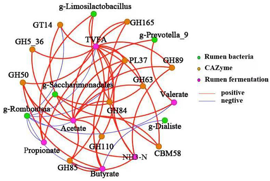 Network diagram illustrating interactions among rumen bacteria (green), CAZyme (orange), and rumen fermentation products (purple). Red lines represent positive interactions, while blue lines indicate negative interactions.