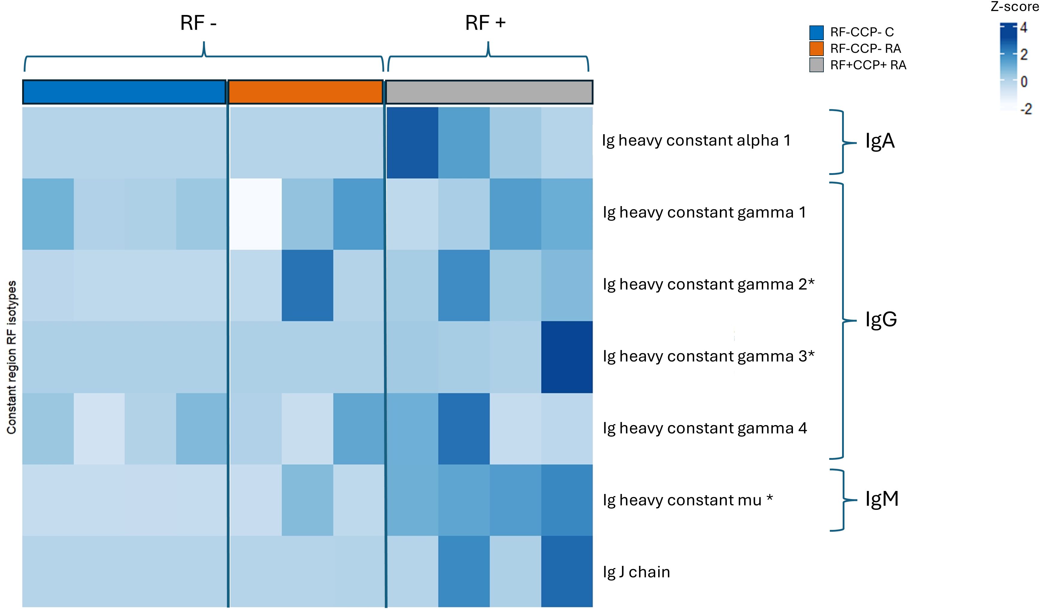 Heatmap showing Z-score representation of constant region RF isotypes across different conditions. The X-axis distinguishes between RF-negative and RF-positive categories. The Y-axis lists immunoglobulin heavy constants and the Ig J chain. Colors range from light blue (low) to dark blue (high). Categories include RF-CCP negative C, RF-CCP negative RA, and RF positive CCP positive RA, each represented by different color bars.