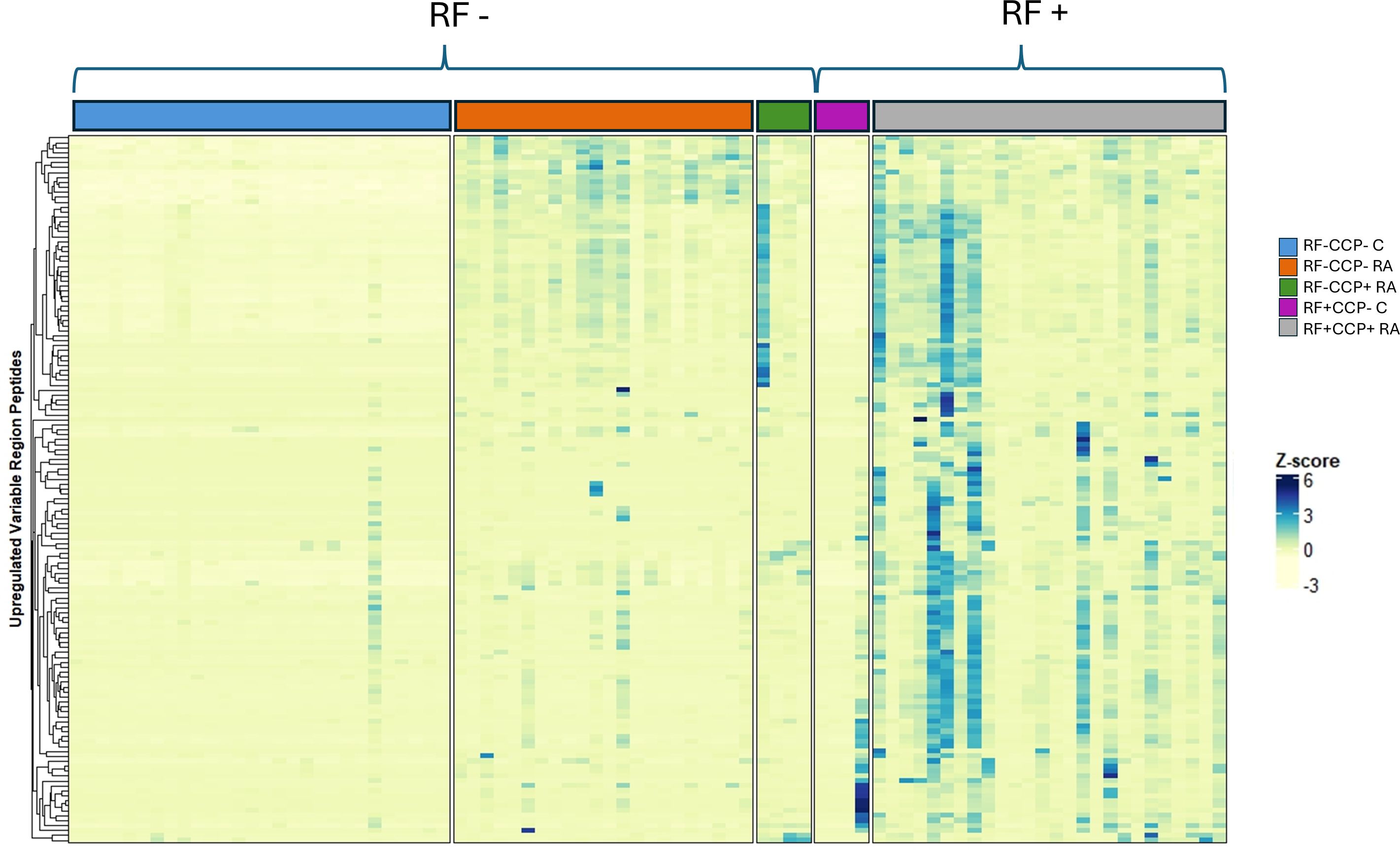 Heatmap comparing upregulated variable region peptides in RF negative and RF positive groups. RF negative is divided into RF-CCP-C (blue) and RF-CCP-RA (orange). RF positive includes RF+CCP+RA (gray), RF+CCP-C (purple), and RF+CCP+RA (green). Color intensity represents Z-scores, with a scale from yellow (low) to dark blue (high).