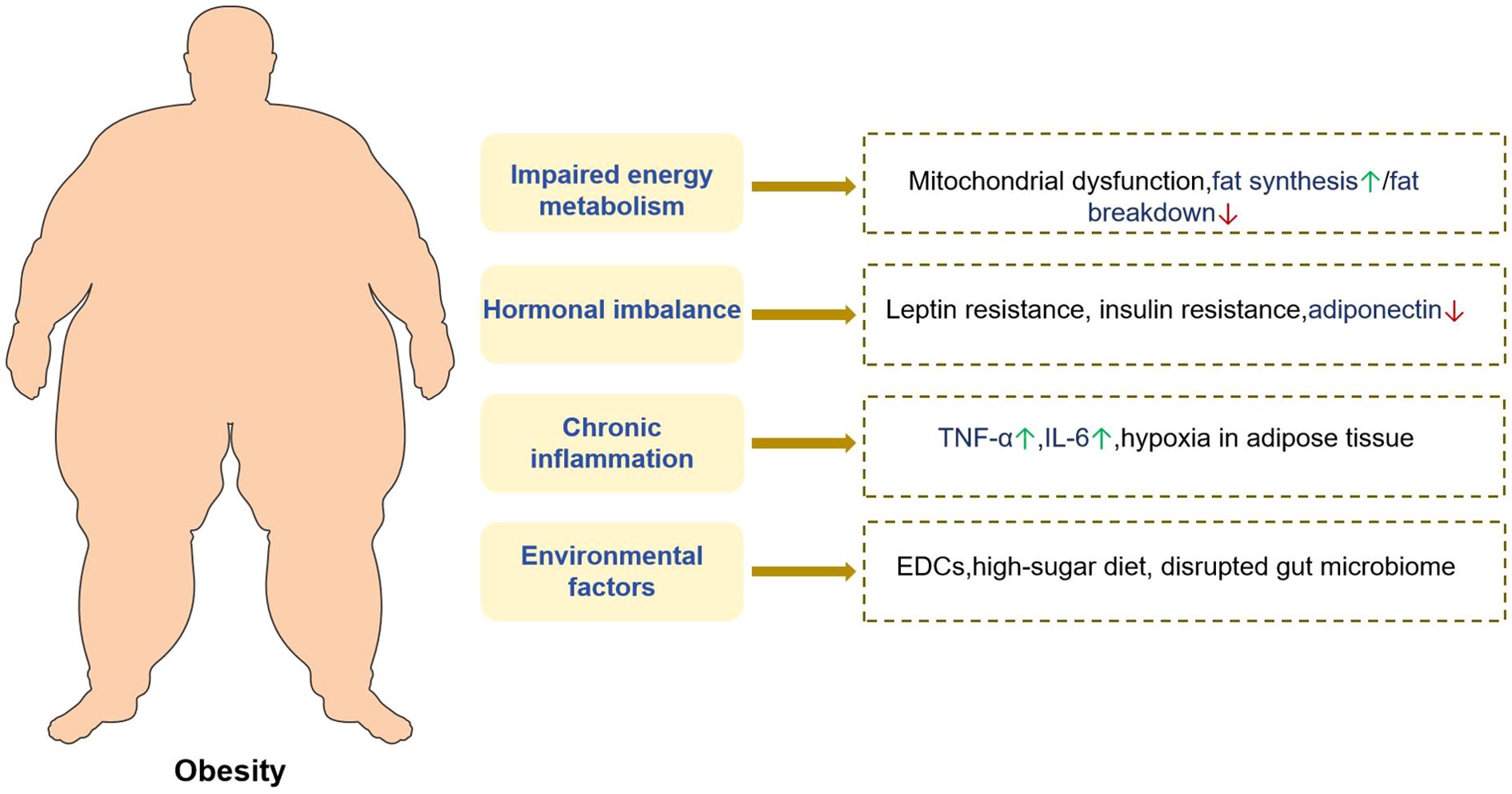 A diagram of obesity factors, featuring a silhouette of an obese person on the left and a list of causes on the right. Causes include impaired energy metabolism (mitochondrial dysfunction, increased fat synthesis, decreased fat breakdown), hormonal imbalance (leptin resistance, insulin resistance, decreased adiponectin), chronic inflammation (increased TNF-alpha, increased IL-6, hypoxia in adipose tissue), and environmental factors (endocrine-disrupting chemicals, high-sugar diet, disrupted gut microbiome).