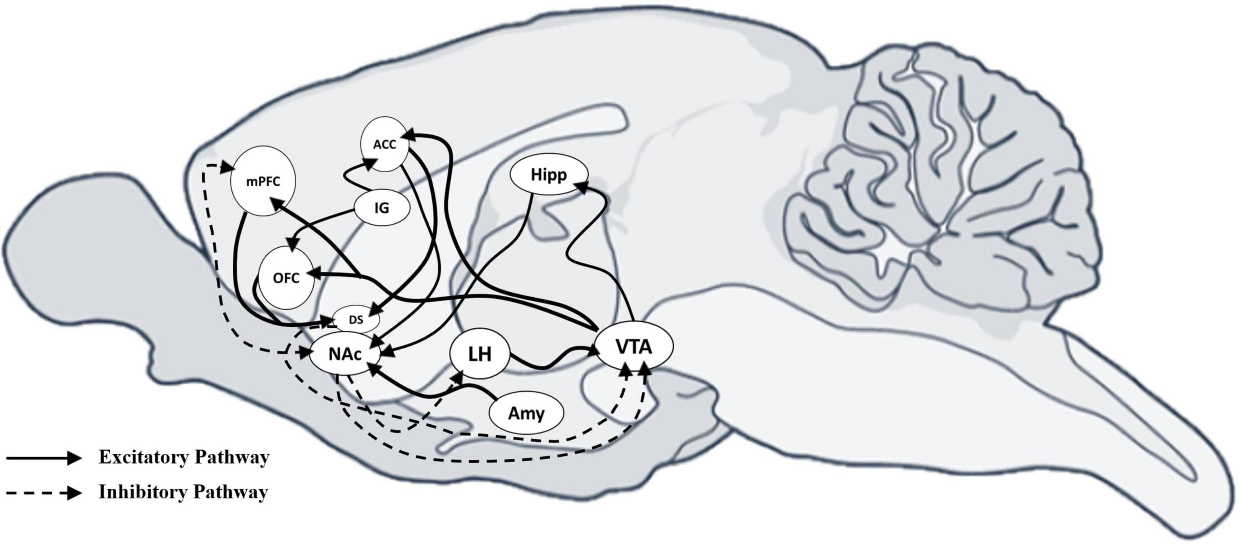 Diagram of a rodent brain showing neural pathways. Solid lines represent excitatory pathways and dashed lines represent inhibitory pathways. Labeled regions include mPFC, OFC, ACC, IG, DS, NAc, LH, Hipp, Amy, and VTA.