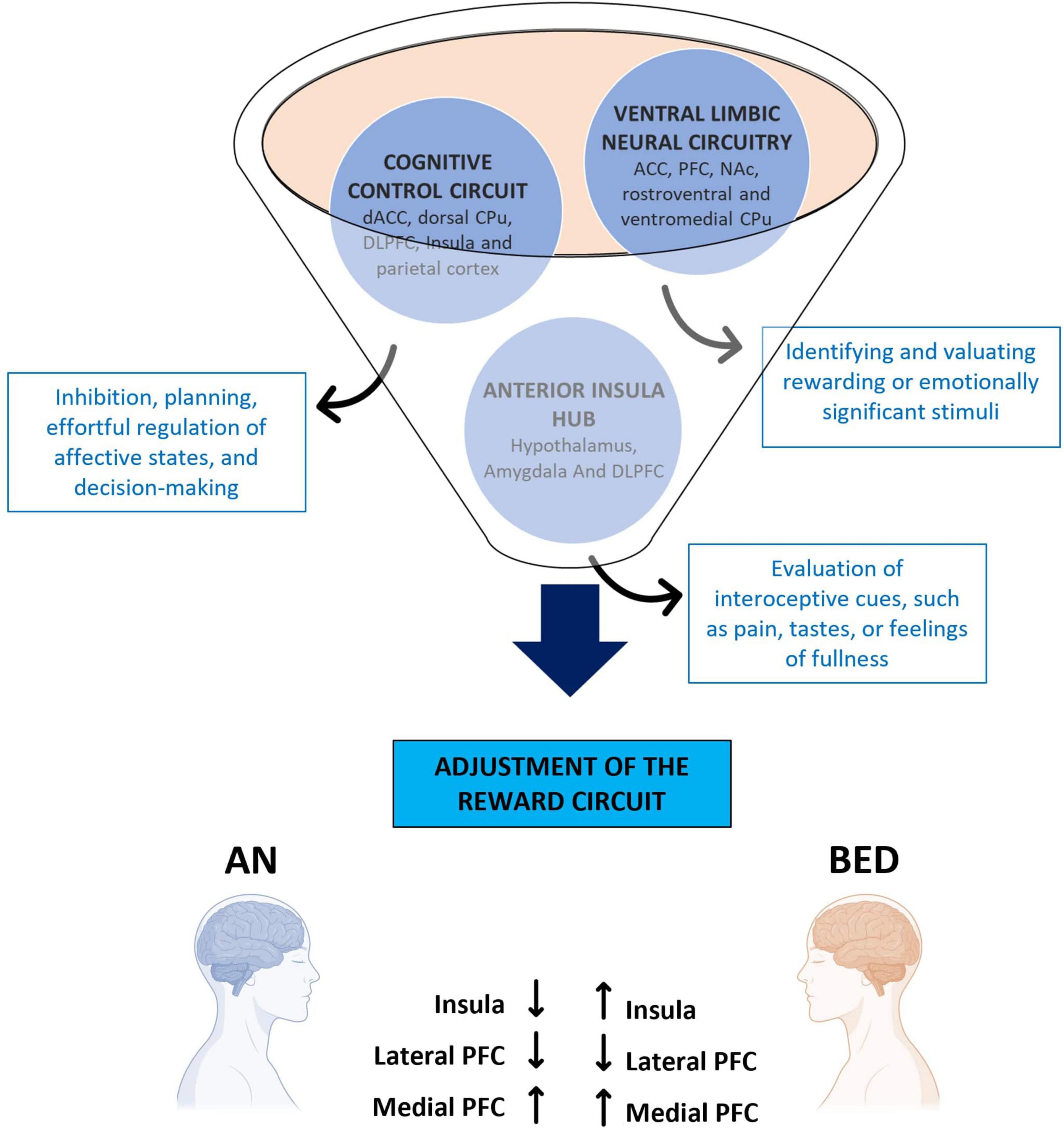 Diagram illustrating brain circuitry involved in the adjustment of the reward circuit. It shows three main components: the cognitive control circuit, ventral limbic neural circuitry, and anterior insula hub, each with specific brain regions and functions like decision-making, emotional evaluation, and interoceptive cue processing. An arrow indicates the process leads to reward circuit adjustment. Below, silhouettes labeled AN and BED compare changes in brain regions: insula, lateral PFC, and medial PFC, with arrows indicating differences.