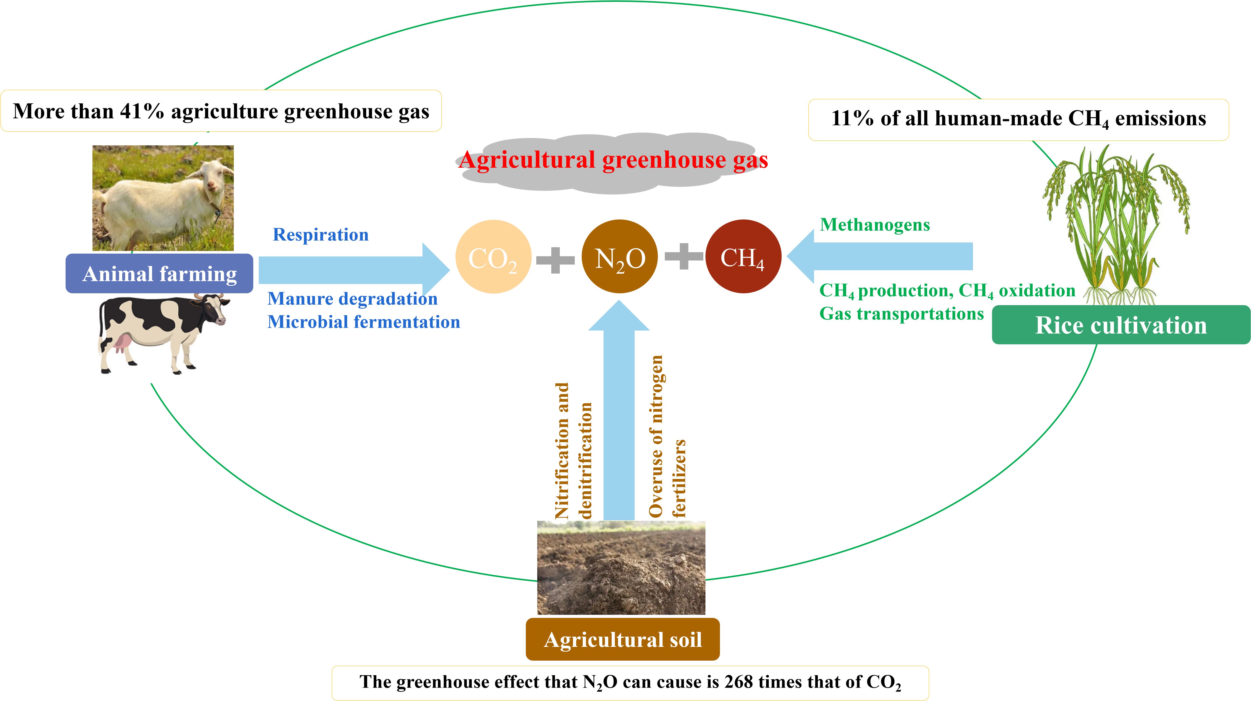 Diagram showing sources of agricultural greenhouse gases. Animal farming and rice cultivation contribute over forty-one percent of agricultural greenhouse gases. Processes include respiration, manure degradation, and methanogenesis. Gases involved are carbon dioxide (CO2), nitrous oxide (N2O), and methane (CH4). N2O's greenhouse effect is 268 times that of CO2.