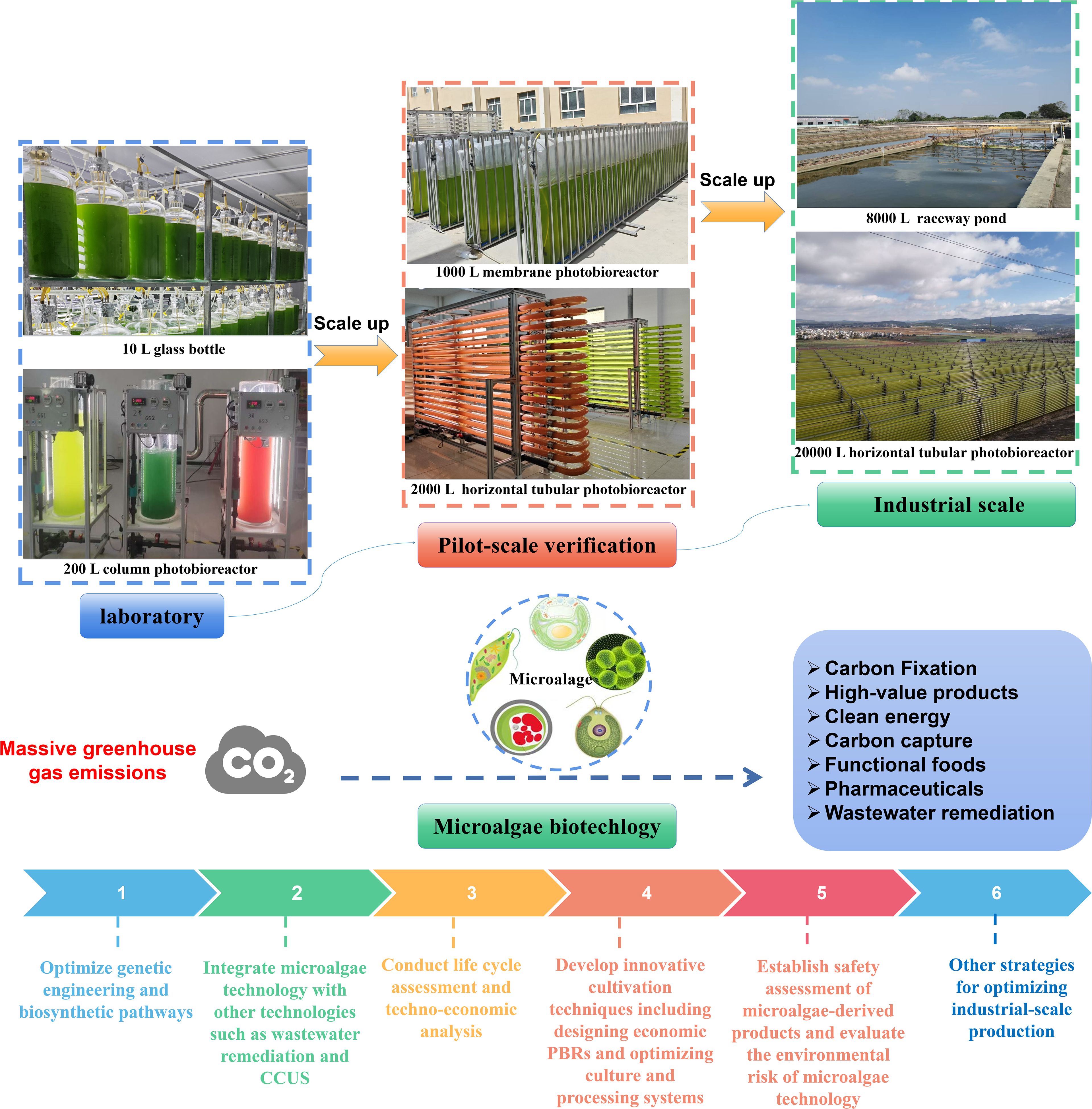 Flowchart illustrating the scale-up process of microalgae biotechnology. Starting from laboratory-scale with images of 10-liter glass bottles and 200-liter column photobioreactors, it progresses to pilot-scale verification with 1,000-liter membrane and 2,000-liter horizontal tubular photobioreactors. Finally, it reaches industrial scale with 8,000-liter raceway ponds and 20,000-liter horizontal tubular photobioreactors. Features such as carbon fixation and waste remediation are highlighted. The process aims to address greenhouse gas emissions using microalgae with strategies like genetic optimization and cultivation techniques.
