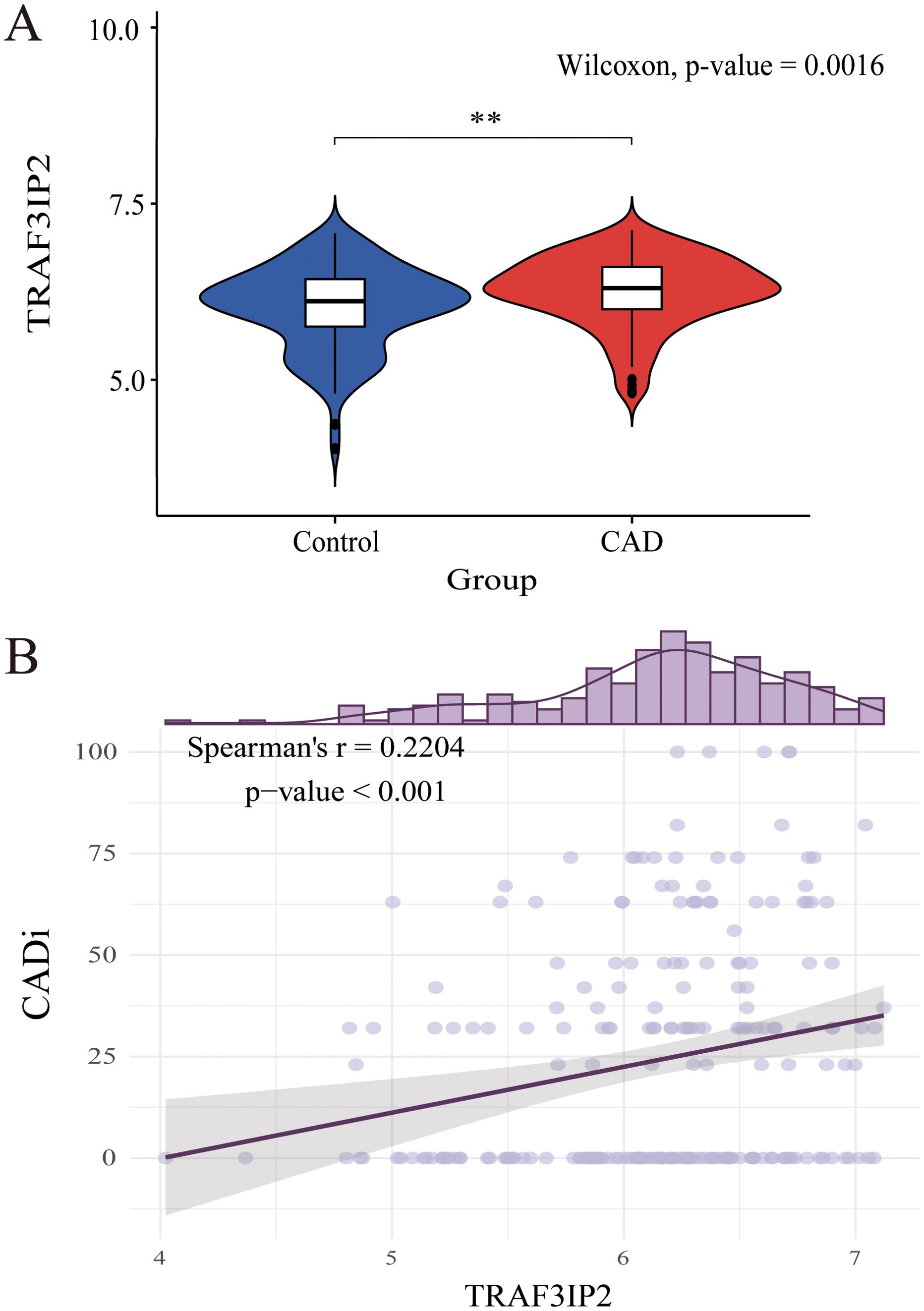 Graph A is a violin plot comparing TRAF3IP2 expression in control and CAD groups, showing a significant difference with a p-value of 0.0016. Graph B is a scatter plot with a linear regression line and a histogram on the y-axis, showing a positive correlation between TRAF3IP2 and CADi, with a Spearman's r of 0.2204 and a p-value less than 0.001.