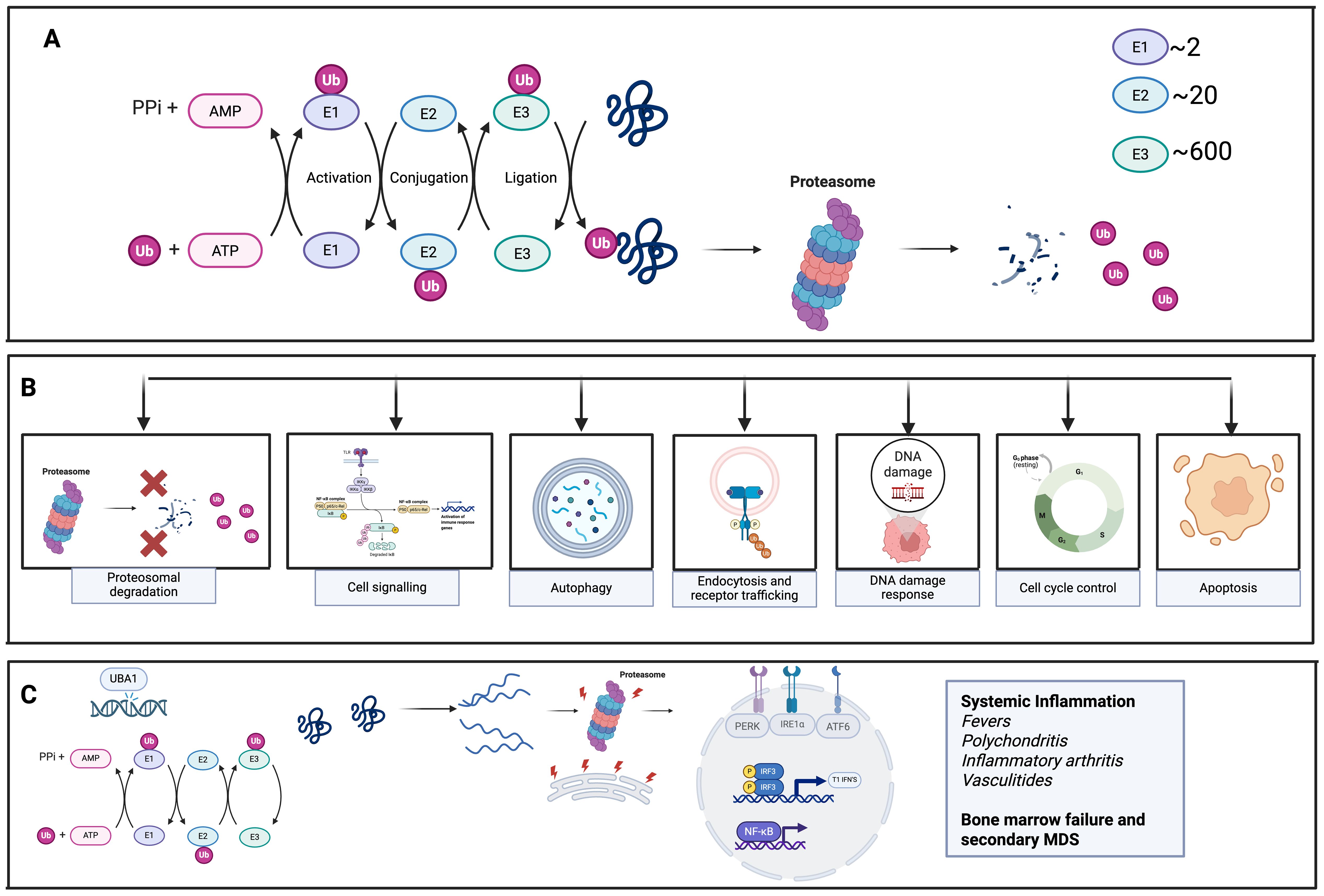 Diagram illustrating the ubiquitin-proteasome pathway and its regulation. Panel A shows ubiquitin activation, conjugation, and ligation involving E1, E2, and E3 enzymes, leading to protein degradation by the proteasome. Panel B depicts various cellular processes affected by this pathway, including proteasomal degradation, cell signaling, autophagy, endocytosis, DNA damage response, cell cycle control, and apoptosis. Panel C highlights the disruption of this pathway by mutations in UBA1, resulting in systemic inflammation, fevers, polycondritis, inflammatory arthritis, vasculitides, and bone marrow failure with secondary MDS.