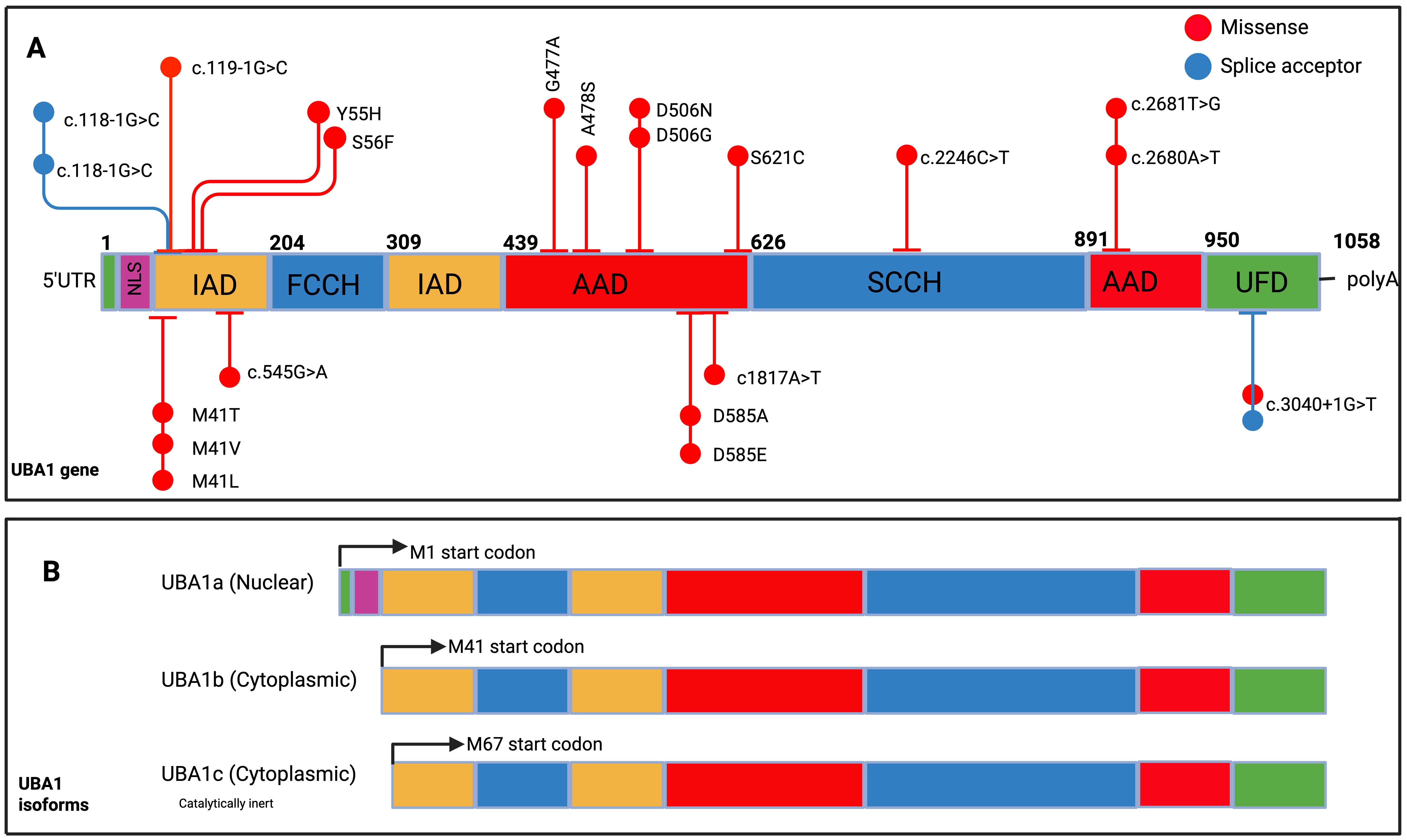 Diagram illustrating gene variations and their effects on protein forms. Panel A shows a gene with regions marked as NLS, IAD, FCCH, AAD, SCCH, and UFD. Missense mutations and splice acceptor sites are indicated. Panel B depicts three protein isoforms, UBA1a (nuclear), UBA1b (cytoplasmic), and UBA1c (cytoplasmic), each starting at different codons, with color-coded domains.