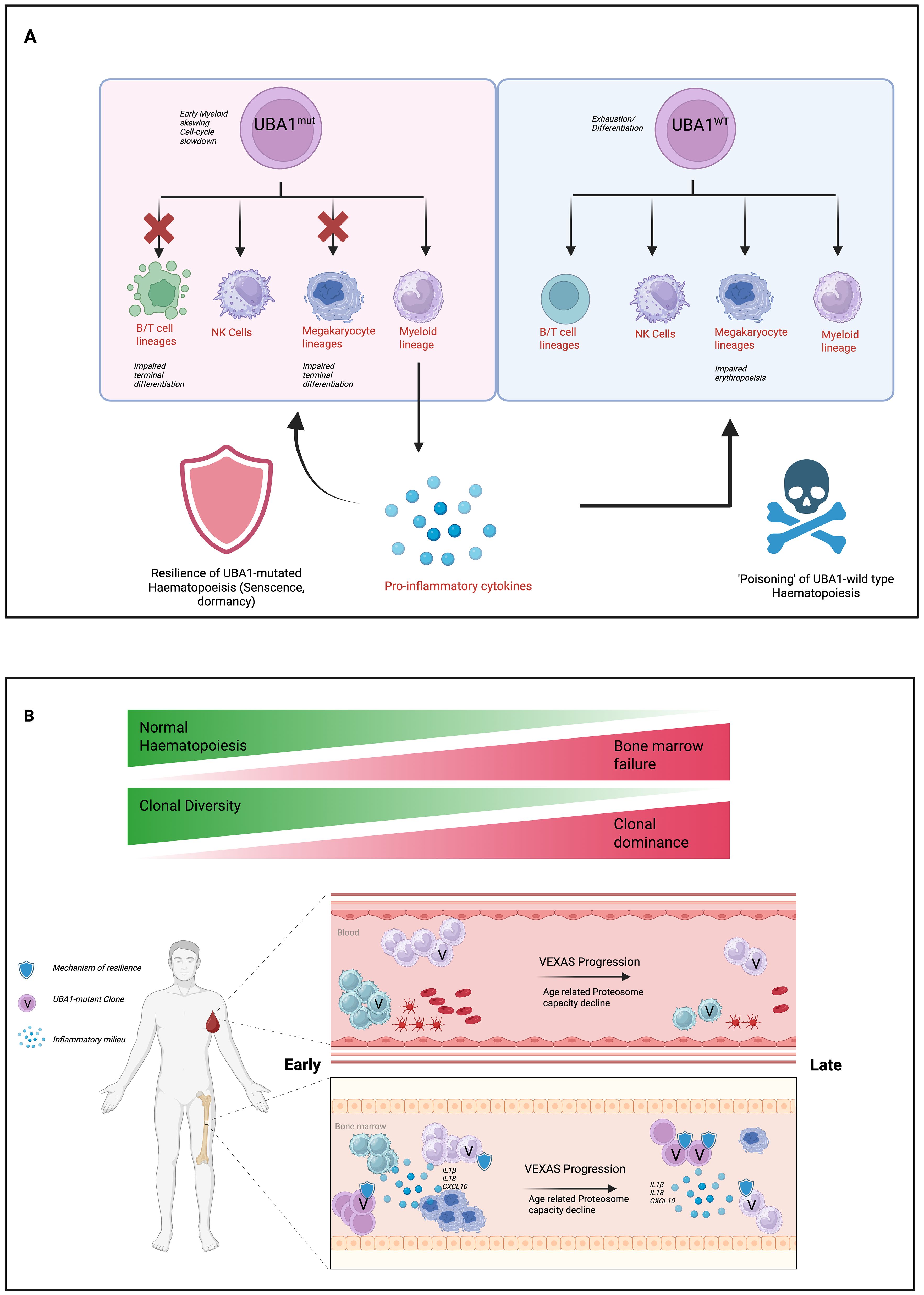 Diagram illustrating the impact of UBA1 mutations in hematopoiesis. Panel A shows UBA1 mutant cells leading to impaired differentiation in B/T cells, NK cells, megakaryocyte, and myeloid lineages, causing resilience through dormancy and pro-inflammatory cytokines. UBA1 wild-type cells are depicted as experiencing poisoning. Panel B outlines the progression from normal hematopoiesis and clonal diversity to bone marrow failure and clonal dominance, featuring early and late stages of VEXAS progression with age-related decline in proteasome capacity.