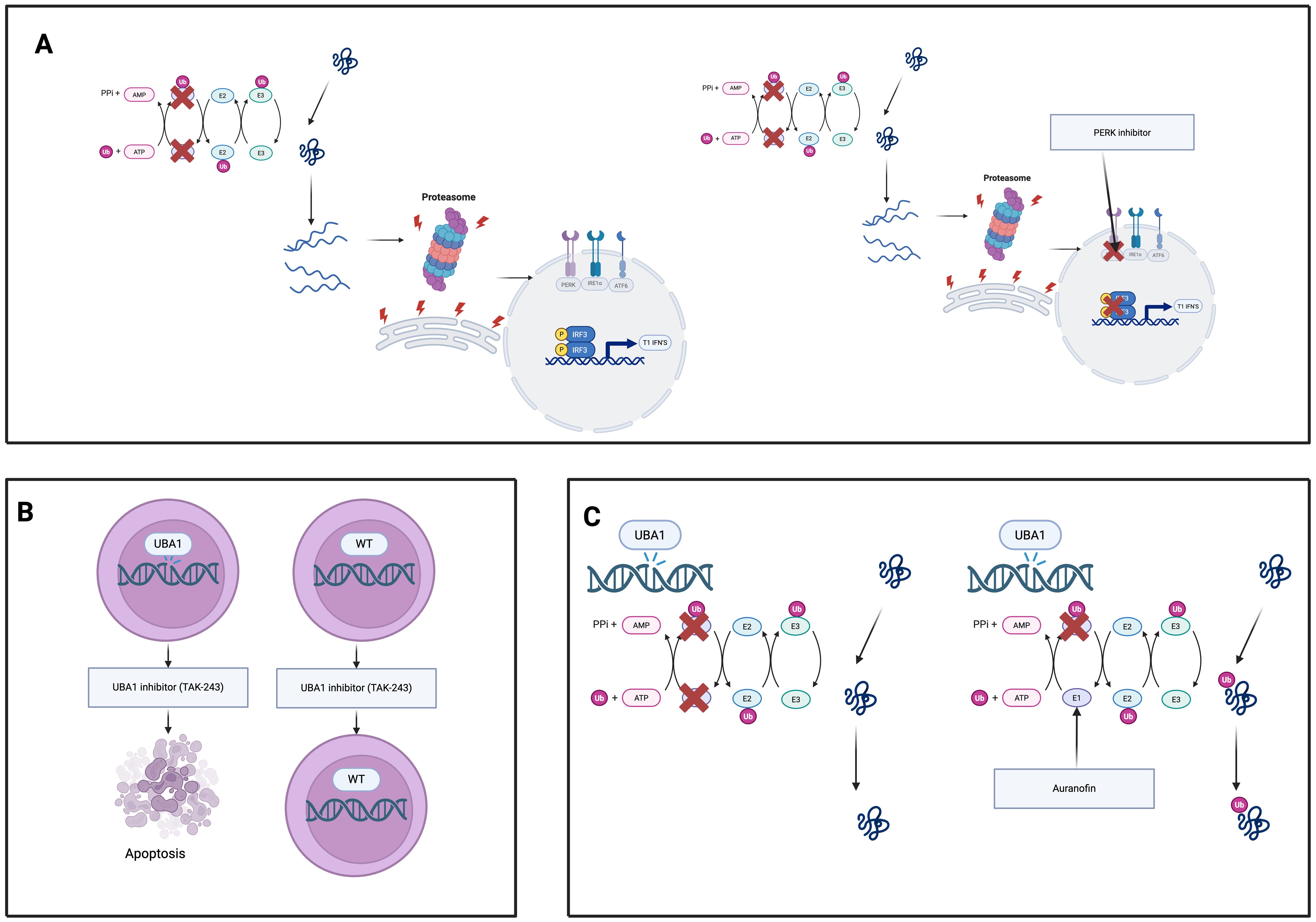 Diagram illustrating molecular mechanisms related to UBA1. Panel A shows protein degradation pathways with a PERK inhibitor. Panel B depicts UBA1 inhibition leading to apoptosis, while WT cells remain unaffected. Panel C details UBA1 interactions blocked by auranofin, affecting protein ubiquitination.
