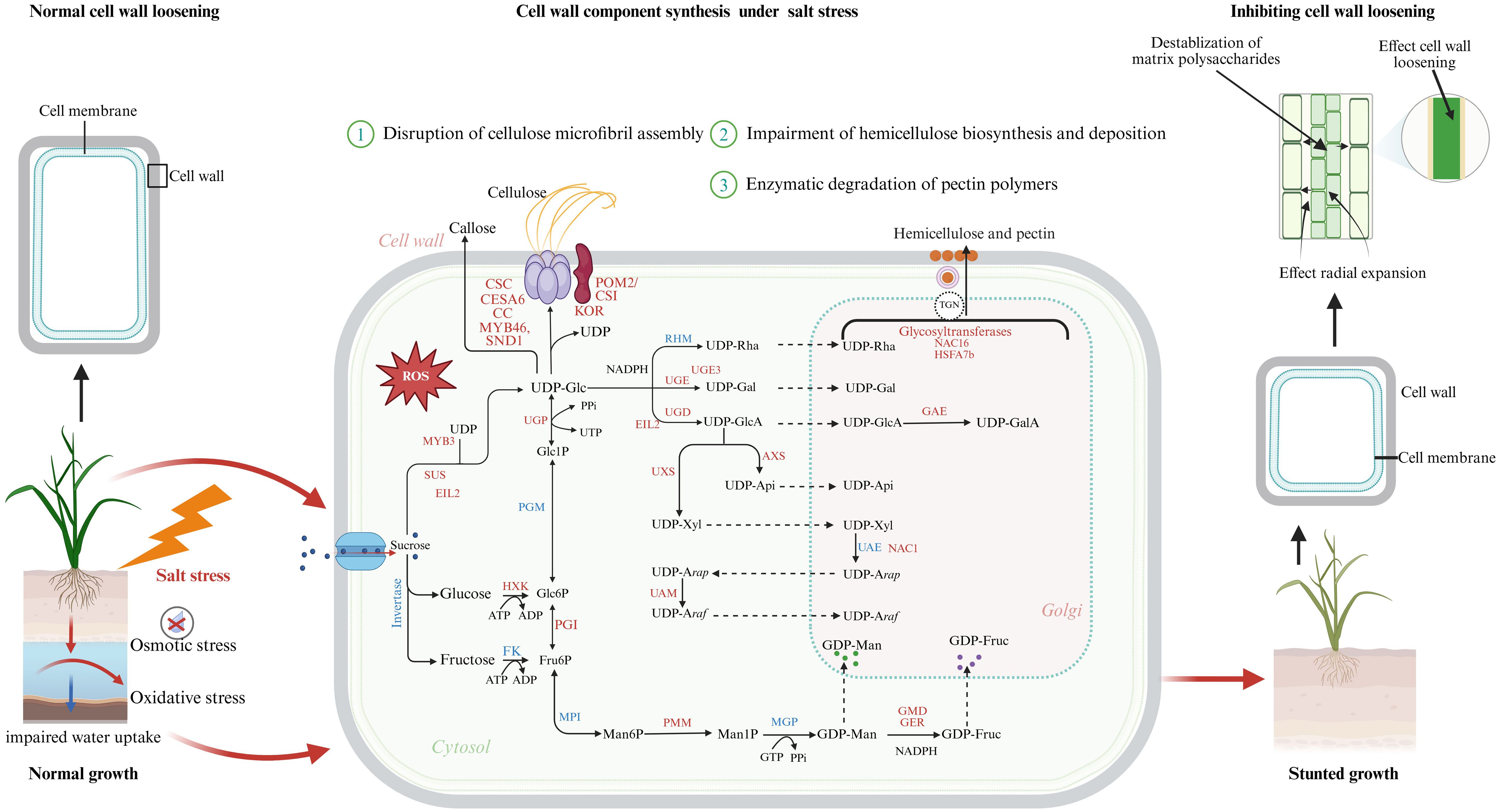 Diagram illustrating the effects of salt stress on cell wall synthesis. On the left, a plant under normal conditions shows regular cell wall loosening and normal growth. In the center, biochemical pathways indicate disruptions in cellulose microfibril assembly, impairment of hemicellulose biosynthesis, and enzymatic degradation of pectin. On the right, a plant under salt stress shows inhibited cell wall loosening, leading to destabilization of polysaccharides, reduced radial expansion, and stunted growth. Arrows and labels illustrate oxidative and osmotic stress effects.