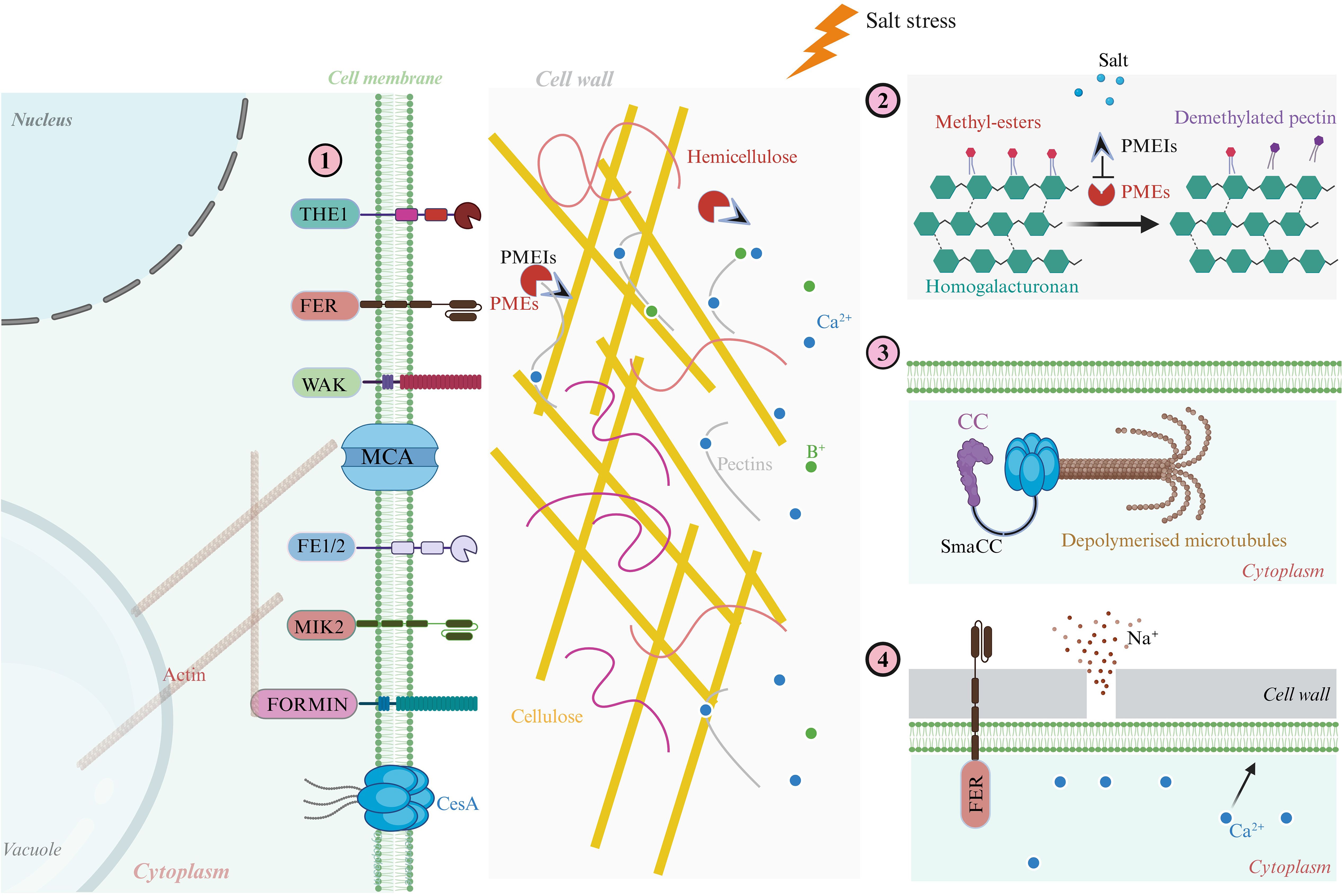 Diagram illustrating plant cell response to salt stress. Left shows cell membrane and cell wall interactions with labeled proteins (TIIE1, FER, etc.) and components like hemicellulose, pectins, and cellulose. Right depicts processes under salt stress: demethylation of pectin, depolymerization of microtubules, and sodium ion movement. Key points include involvement of PMEs, PMEIs, and calcium ions in cellular reactions.