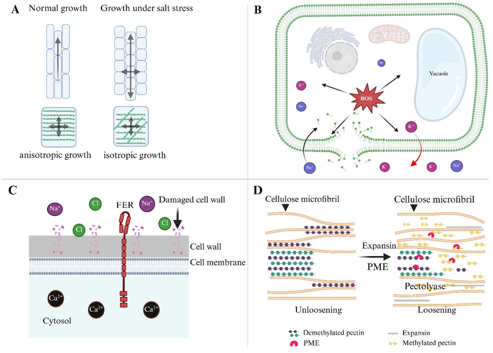 Diagram illustrating plant cell responses to salt stress. (A) Shows normal anisotropic growth versus isotropic growth under salt stress, with cell wall structures highlighted. (B) Depicts a plant cell with salt ions and reactive oxygen species (ROS) impacting the cell membrane and vacuole. (C) Illustrates damaged cell walls with sodium and chloride ions, FER receptor, and calcium ions in the cytosol. (D) Compares unloosened cellulose microfibrils with demethylated pectin to loosened structure involving expansin, PME, and pectolyase.