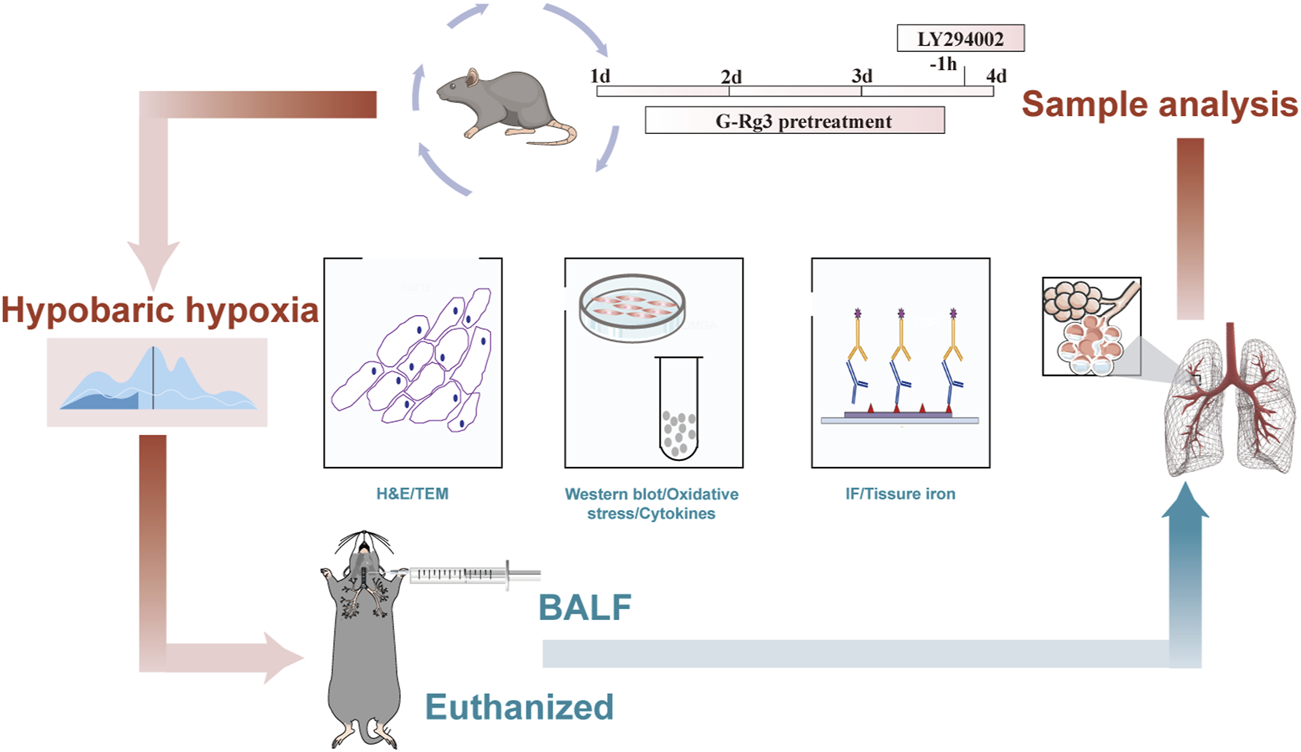Diagram illustrating a research process involving mice. Mice undergo G-Rg3 pretreatment for three days, subjected to hypobaric hypoxia, followed by sample analysis. Methods include H&E/TEM, Western blot for oxidative stress and cytokines, and IF for tissue iron. Samples are collected from lungs and analyzed post-euthanasia.
