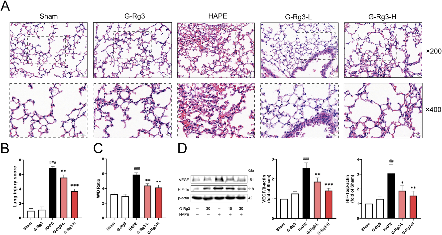 Panel A shows lung tissue histological sections under different conditions: Sham, G-Rg3, HAPE, G-Rg3-L, and G-Rg3-H, at magnifications of 200x and 400x. Panels B and C present bar graphs illustrating the lung injury score and W/D ratio for these conditions. Panel D includes Western blot images for VEGF and HIF-1α with bar graphs indicating their relative expression levels.