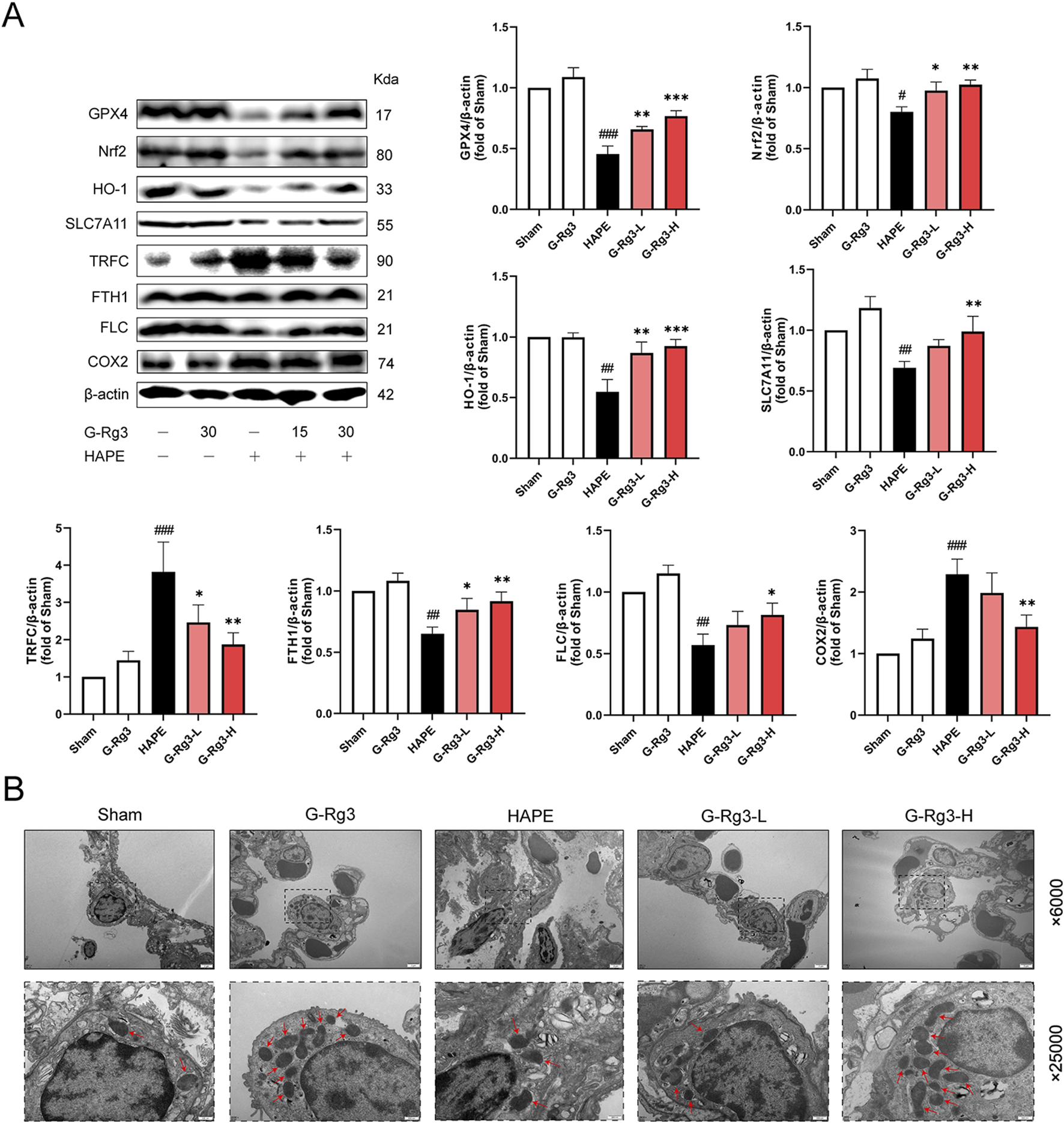 The image contains two panels labeled A and B. Panel A shows Western blot results and corresponding bar graphs for several proteins (e.g., GPX4, Nrf2, HO-1) across different treatments (Sham, G-Rg3, HAPE). The graphs display protein expression as a fold of Sham, with significant differences indicated by asterisks. Panel B presents electron microscopy images of tissue samples under various conditions: Sham, G-Rg3, HAPE, G-Rg3-L, and G-Rg3-H, at magnifications of x6000 and x25000. Red arrows in the images highlight specific structures or changes.