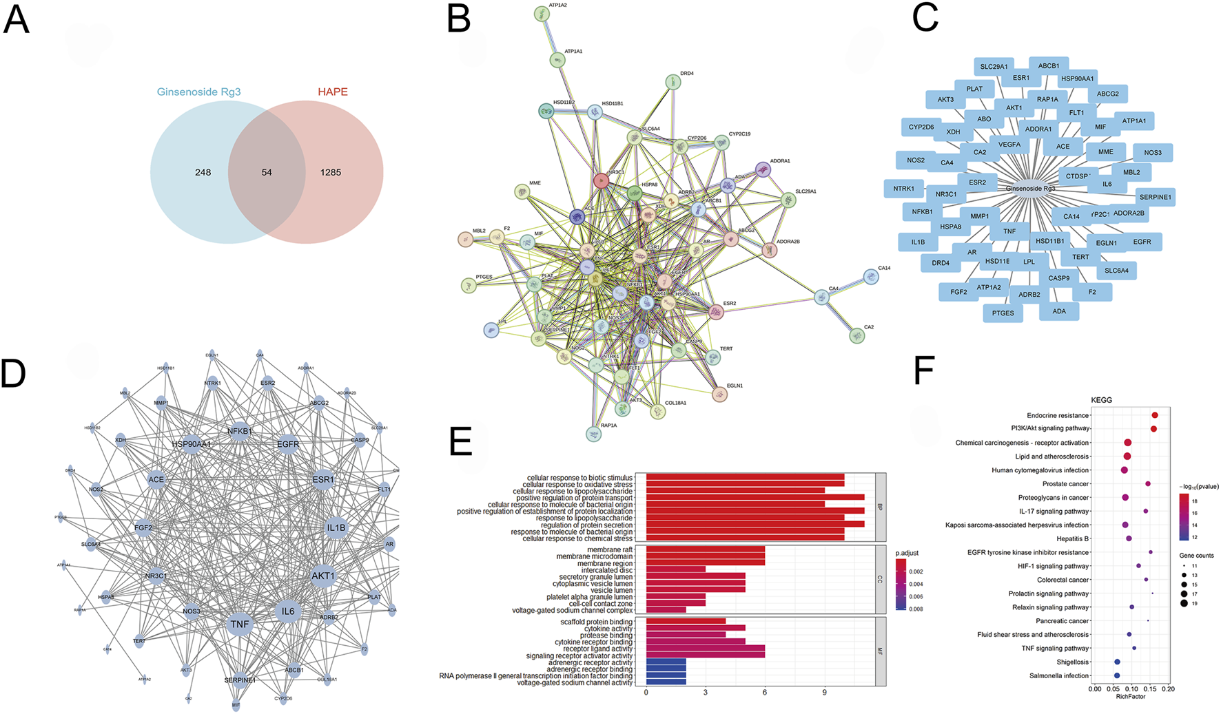 Panel A shows a Venn diagram comparing Ginsenoside Rg3 and HAPE, with an overlap of 54 entities. Panel B features a complex network diagram of interacting proteins. Panel C displays a network diagram centered around Ginsenoside Rg3 with connected genes. Panel D is a dense gene interaction network. Panel E presents a bar graph detailing various biological processes and their significance, while Panel F is a dot plot illustrating KEGG pathway enrichment, with color and size indicating statistical significance and gene count.