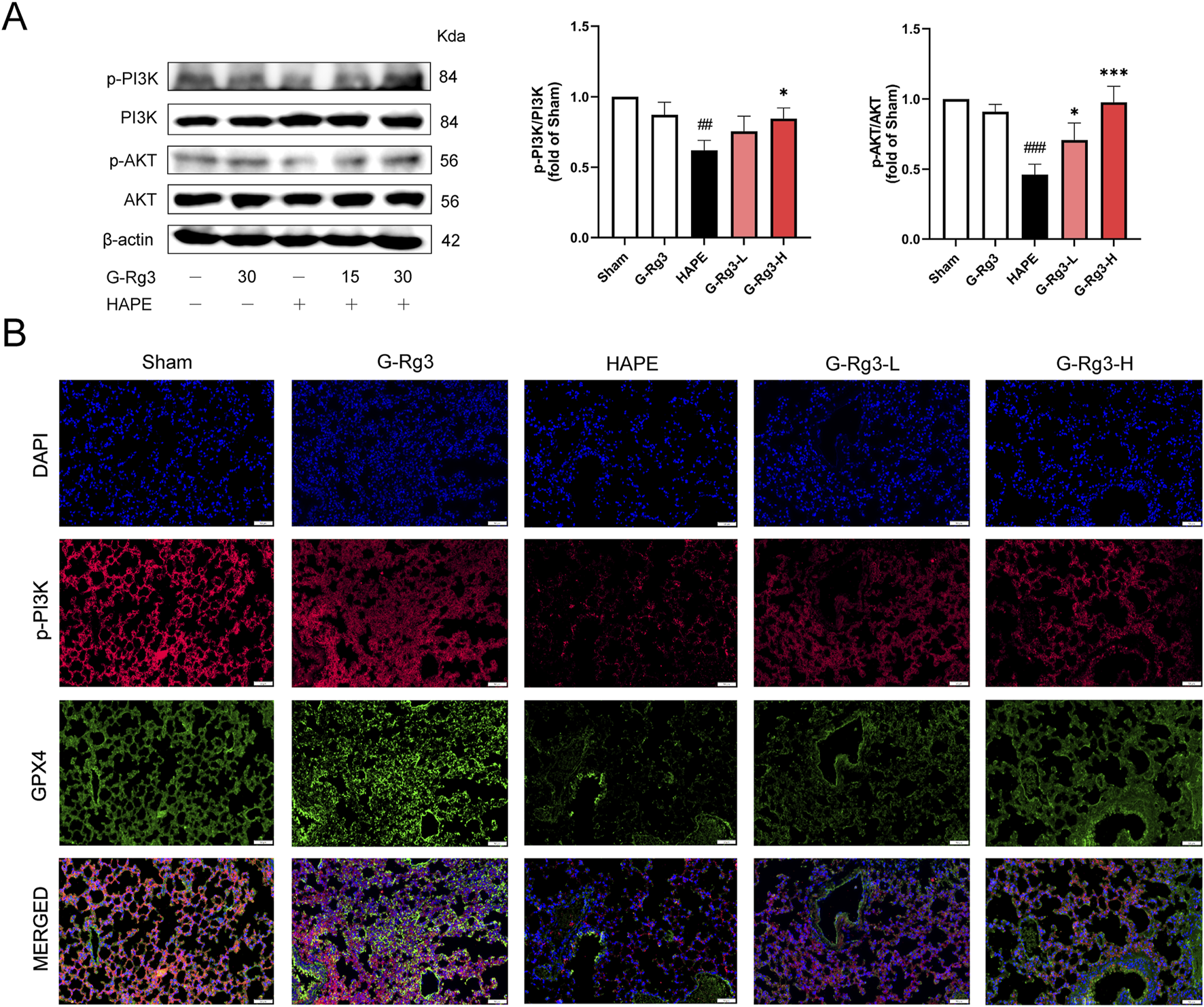 Panel A shows Western blot results for proteins p-PI3K, PI3K, p-AKT, AKT, and β-actin with bar graphs comparing their expression. Panel B presents immunofluorescence images stained with DAPI, p-PI3K, and GPX4 across different conditions: Sham, G-Rg3, HAPE, G-Rg3-L, and G-Rg3-H. Each row represents a different stain, culminating in a merged image.