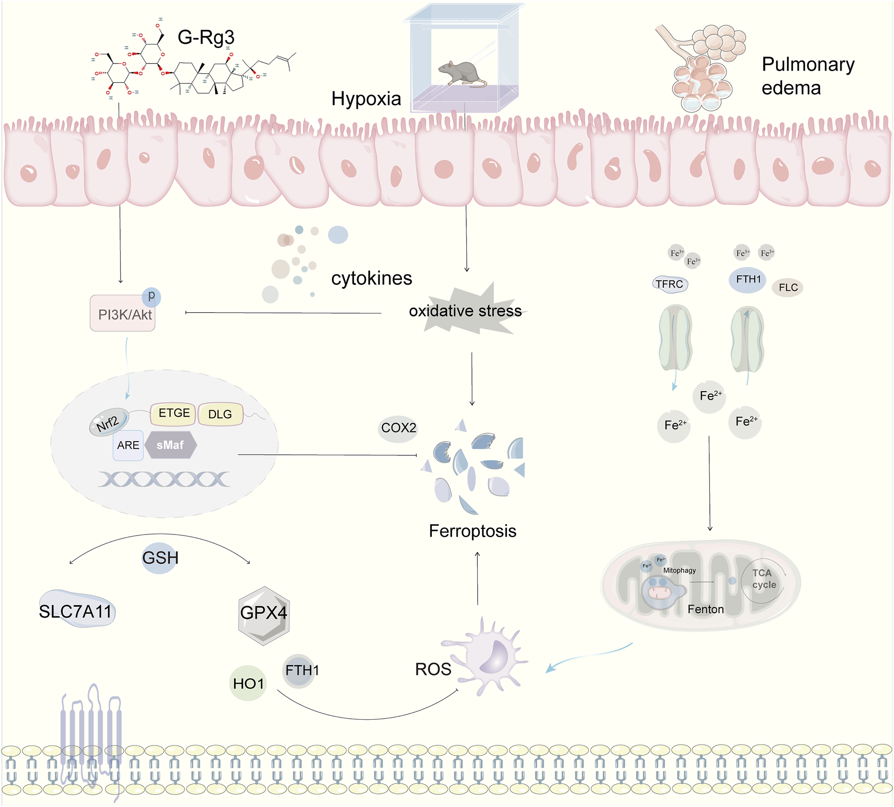 Illustration of cellular mechanisms influenced by hypoxia, showing the role of G-Rg3 and pulmonary edema. Arrows indicate pathways from hypoxia through cytokines, oxidative stress, and ferroptosis. Molecular interactions involve PI3K/Akt, COX2, ROS, and various proteins like FTH1 and SLC7A11. The diagram includes mitochondria-related processes like the TCA cycle and Fenton reaction, highlighting oxidative stress and cellular responses.
