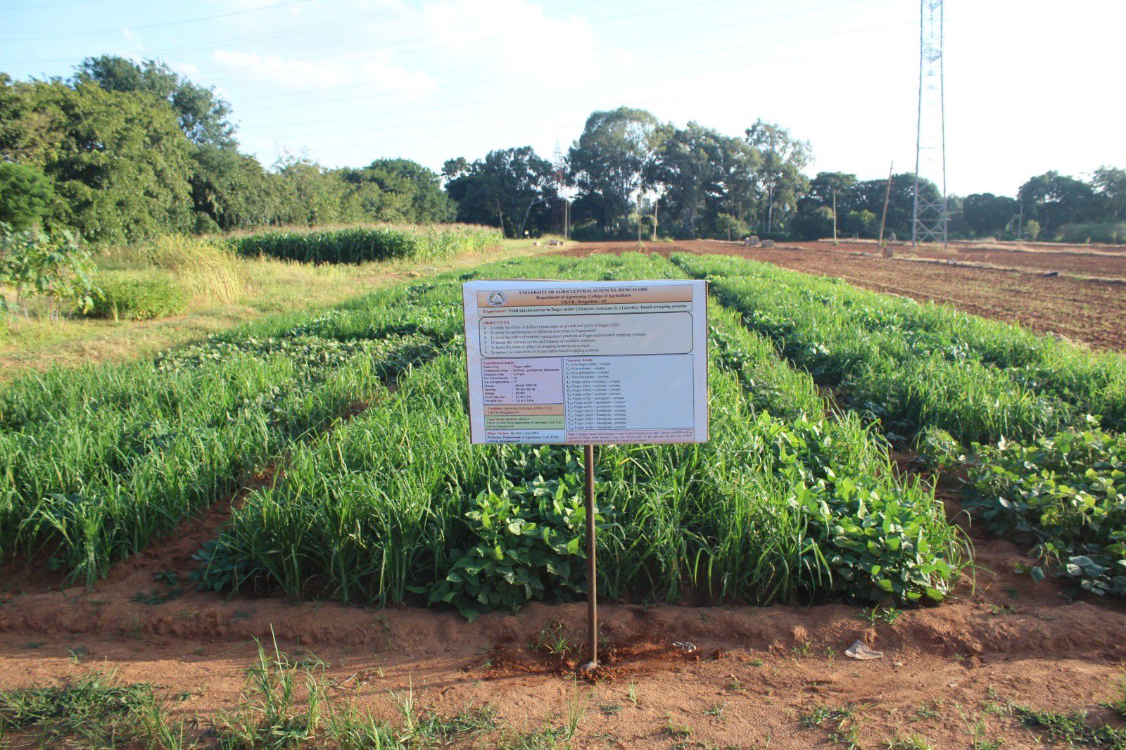 A demonstration plot of crops at the University of Agricultural Sciences, Bangalore. A sign provides information about intercropping with finger millet. Rows of green crops grow in a well-maintained field surrounded by trees.