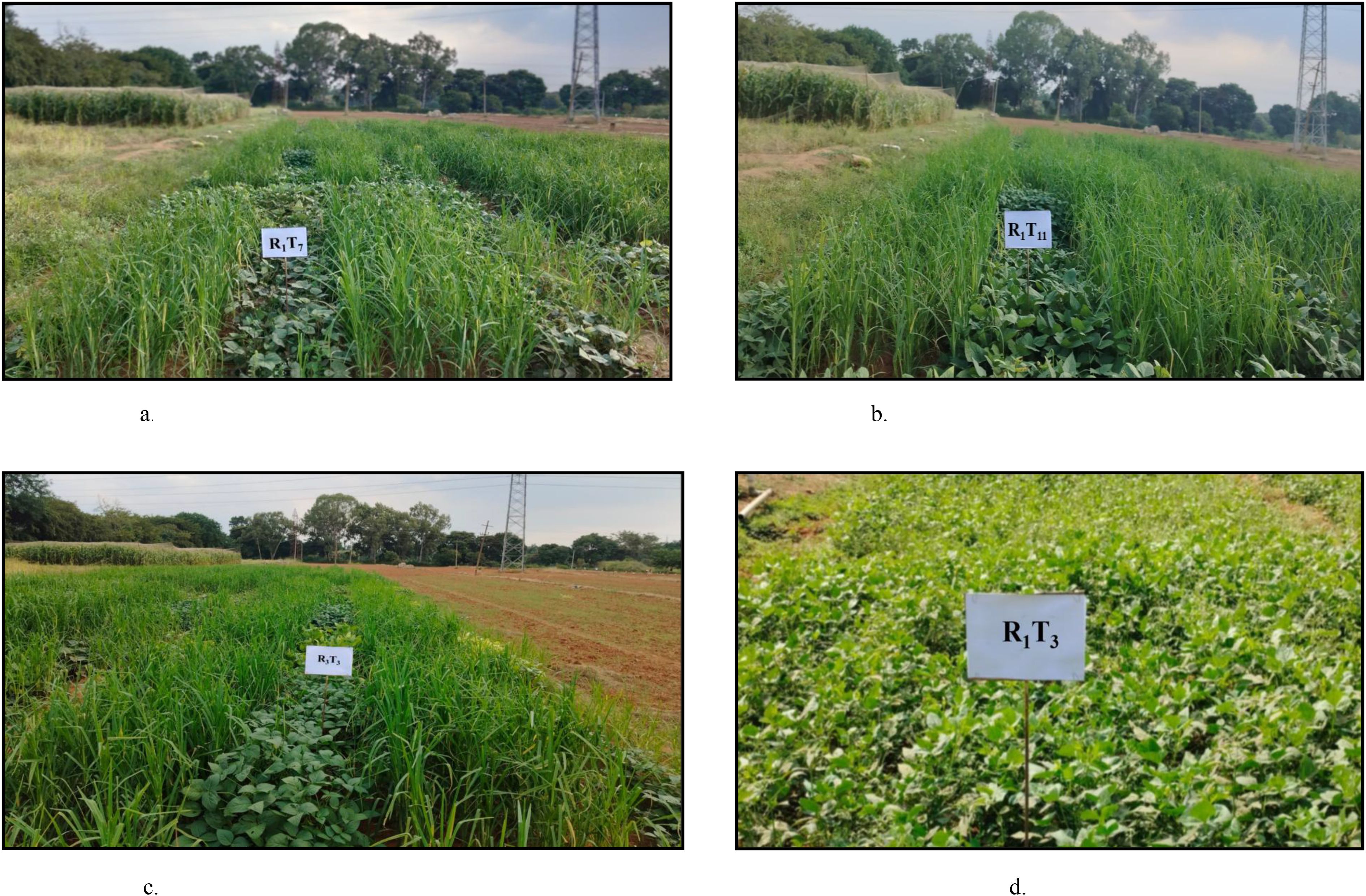 Four images of agricultural plots labeled R₁T₁, R₁T₂, R₁T₃, and R₁T₁. The plots contain different crops with varying growth. Trees and fields are visible in the background.