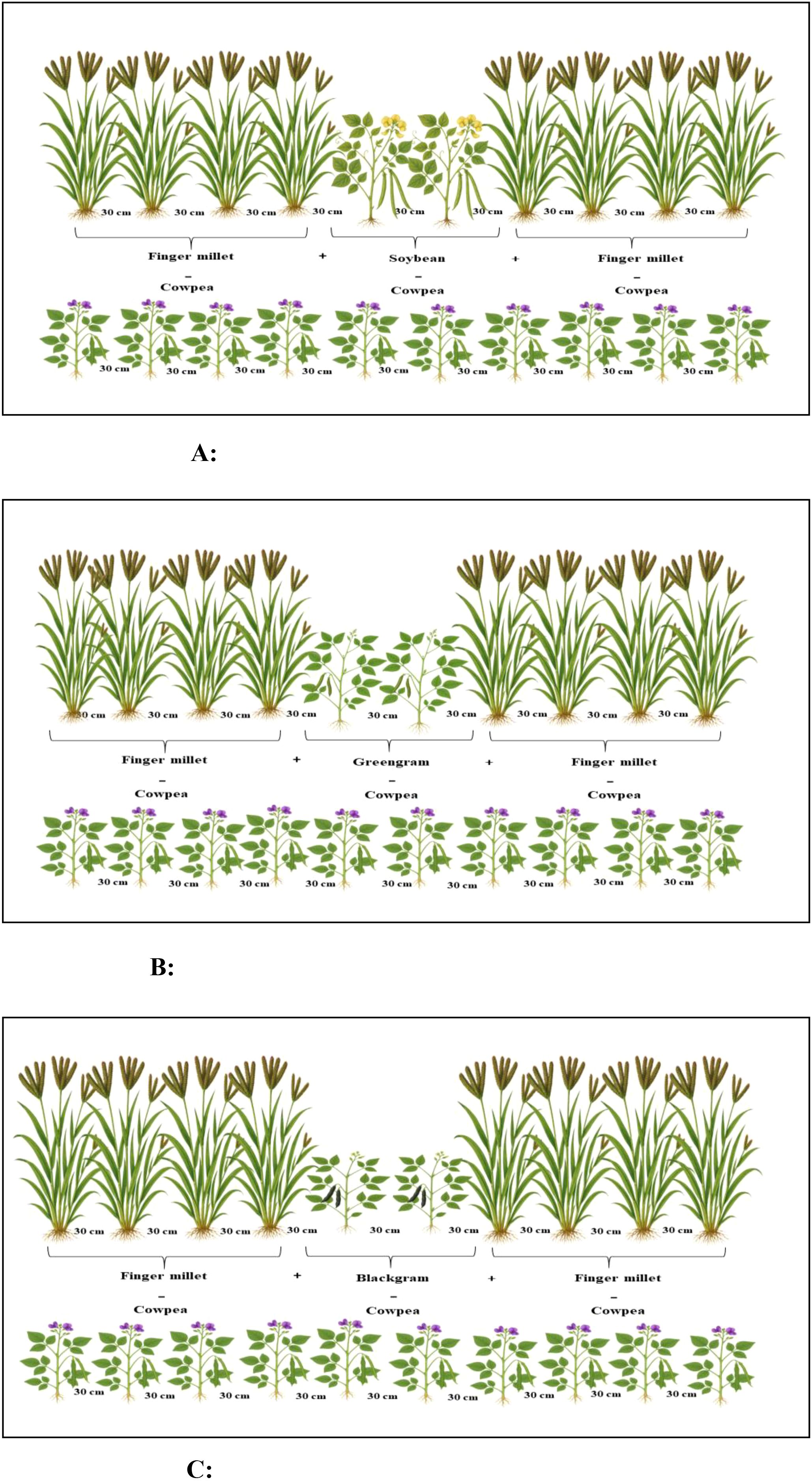 Illustrations show intercropping arrangements with finger millet, soybeans, greengrams, and blackgrams. Panel A features finger millet, soybean, and cowpea. Panel B shows finger millet, greengram, and cowpea. Panel C displays finger millet, blackgram, and cowpea. Each plant is spaced 30 centimeters apart.