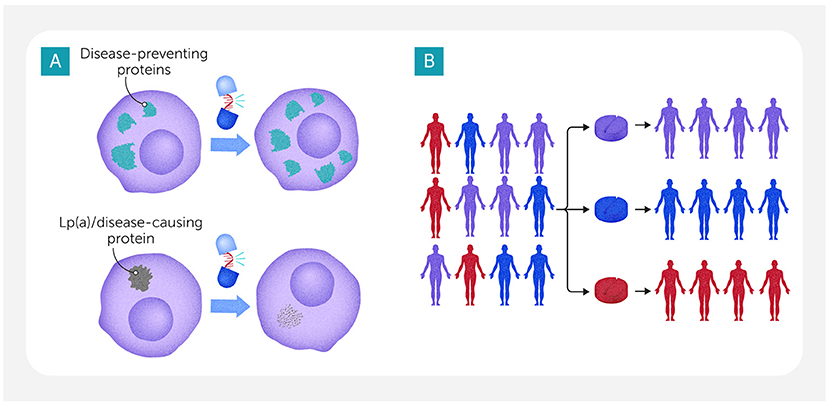 Diagram depicting two panels. Panel A: Two scenarios of cellular interaction with proteins. The top scenario shows cells with disease-preventing proteins, while the bottom shows cells interacting with Lp(a) or disease-causing protein. A group of patients are shown in different colors, representing different biological and lifestyle characteristics. Chart shows how AI can sort those patients into groups based on their characteristics, so they can be treated with the right medicines.
