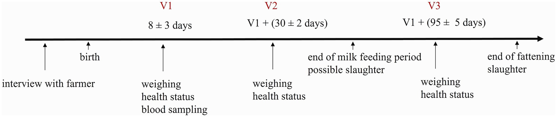 Timeline depicts key events and measurement points in livestock management. Events include birth, interview with farmer, and various intervals (V1, V2, V3) with evaluations such as weighing, health status, and blood sampling. Ends with potential slaughter at the end of milk feeding and fattening periods.