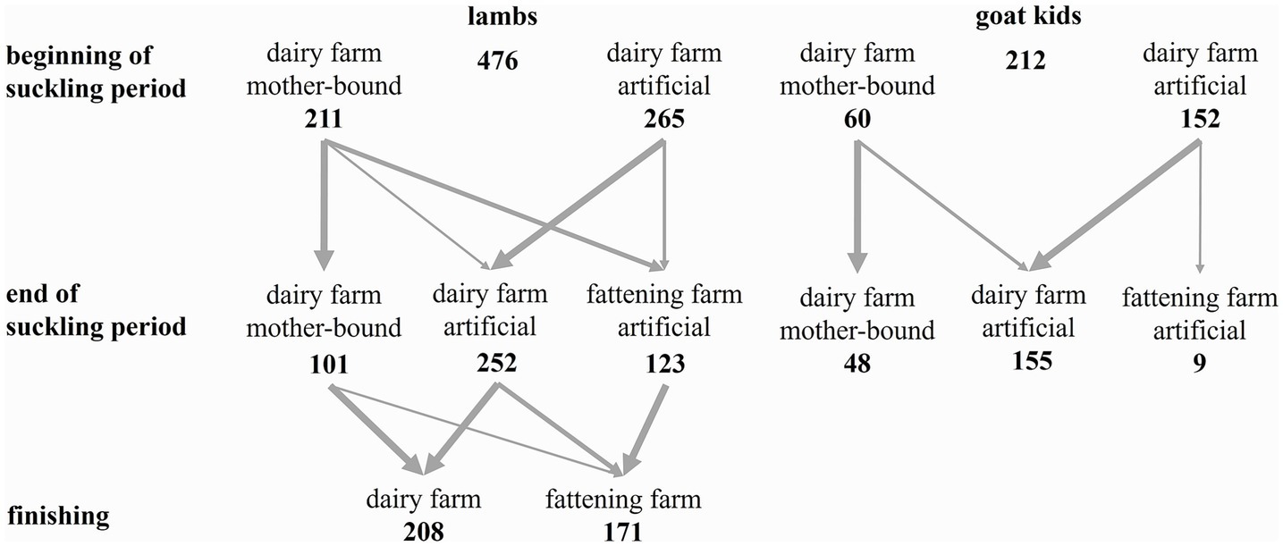 Flowchart showing the distribution of lambs and goat kids from the beginning to at the end of the suckling period, and finishing phase. Lambs total 476, divided between mother-bound (211) and artificial (265) dairy farms. At the end, they move to mother-bound (101), artificial dairy farms (252), and fattening farms (123). Final finishing includes 208 at dairy and 171 at fattening farms. Goat kids total 212, divided between mother-bound (60) and artificial (152). At the end, they move to mother-bound (48), artificial dairy farms (155), and fattening (9). Finishing numbers are not specified.