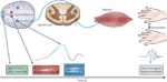 www.frontiersin.org