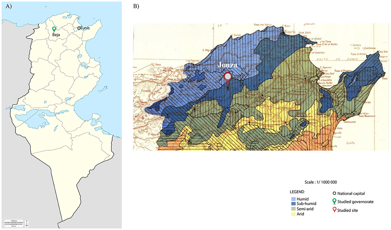 Maps of the study area in Tunisia. (A) Map of Tunisia divided by governorates, showing the location of the Beja governorate marked with a green pin and the national capital, Tunis, indicated by a black circle. (B) Zoomed-in map of northwestern Tunisia based on bioclimatic stages, showing the specific sampling site in the Jouza district marked with a red pin. National borders are outlined in black.