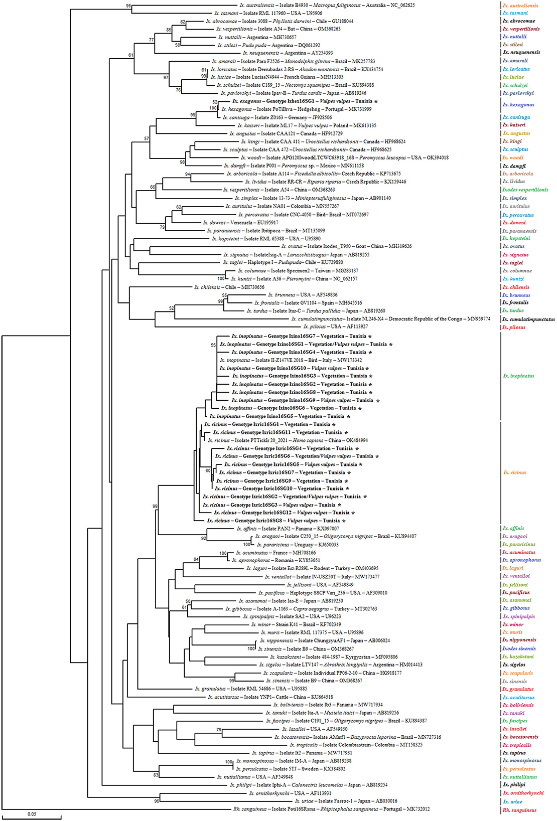 Phylogenetic analysis of partial (320 bp) mitochondrial 16S rRNA sequences obtained from Ixodes ricinus complex tick specimens and reference sequences from other Ixodes species available in GenBank, using the Neighbor-Joining method. Bootstrap values based on 1,000 iterations are shown at the nodes (only values above 50% are displayed). Information on host, strain, isolate or clone, country of origin, and GenBank accession number is provided. Sequences from the Ixodes ricinus complex generated in this study are shown in bold and marked with an asterisk. A partial mitochondrial 16S rRNA sequence from Rhipicephalus sanguineus was included as an outgroup.