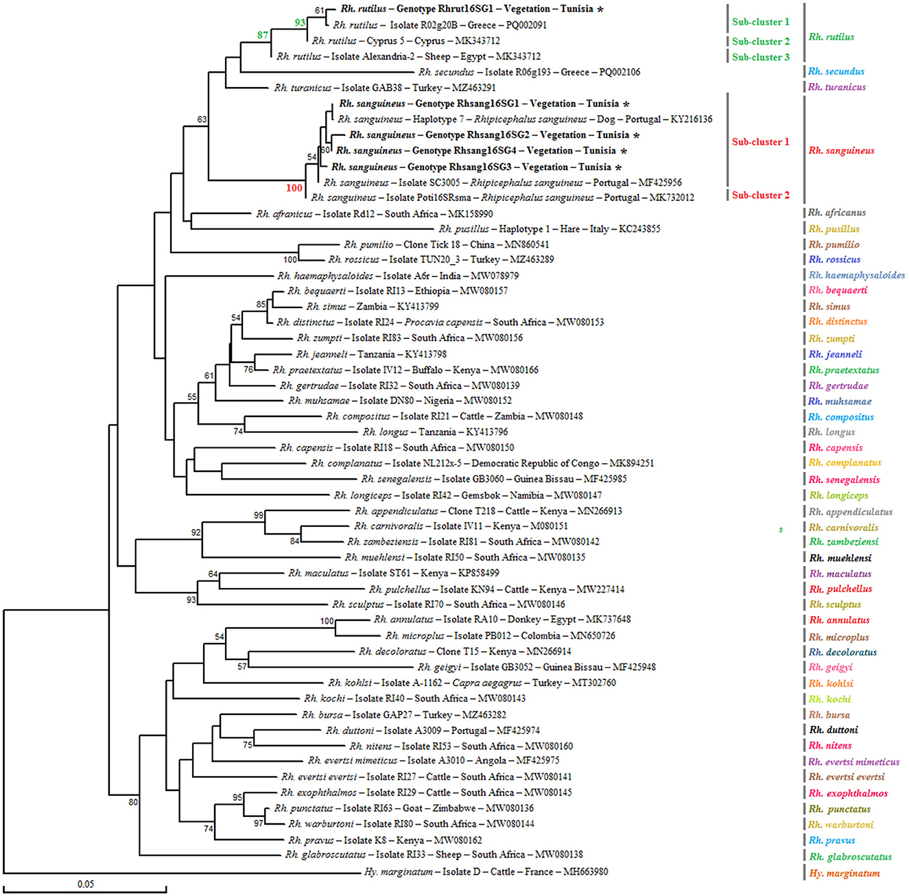 Phylogenetic analysis of partial (320 bp) mitochondrial 16S rRNA sequences obtained from tick specimens identified as Rhipicephalus sanguineus sensu lato and reference sequences from other Rhipicephalus species available in GenBank, using the Neighbor-Joining method. Bootstrap values based on 1,000 iterations are shown at the nodes (only values above 50% are displayed). Information on host, strain, isolate or clone, country of origin, and GenBank accession number is provided. Sequences of Rh. sanguineus s.l. generated in this study are shown in bold and marked with an asterisk. A partial mitochondrial 16S rRNA sequence from Hyalomma marginatum was included as an outgroup.