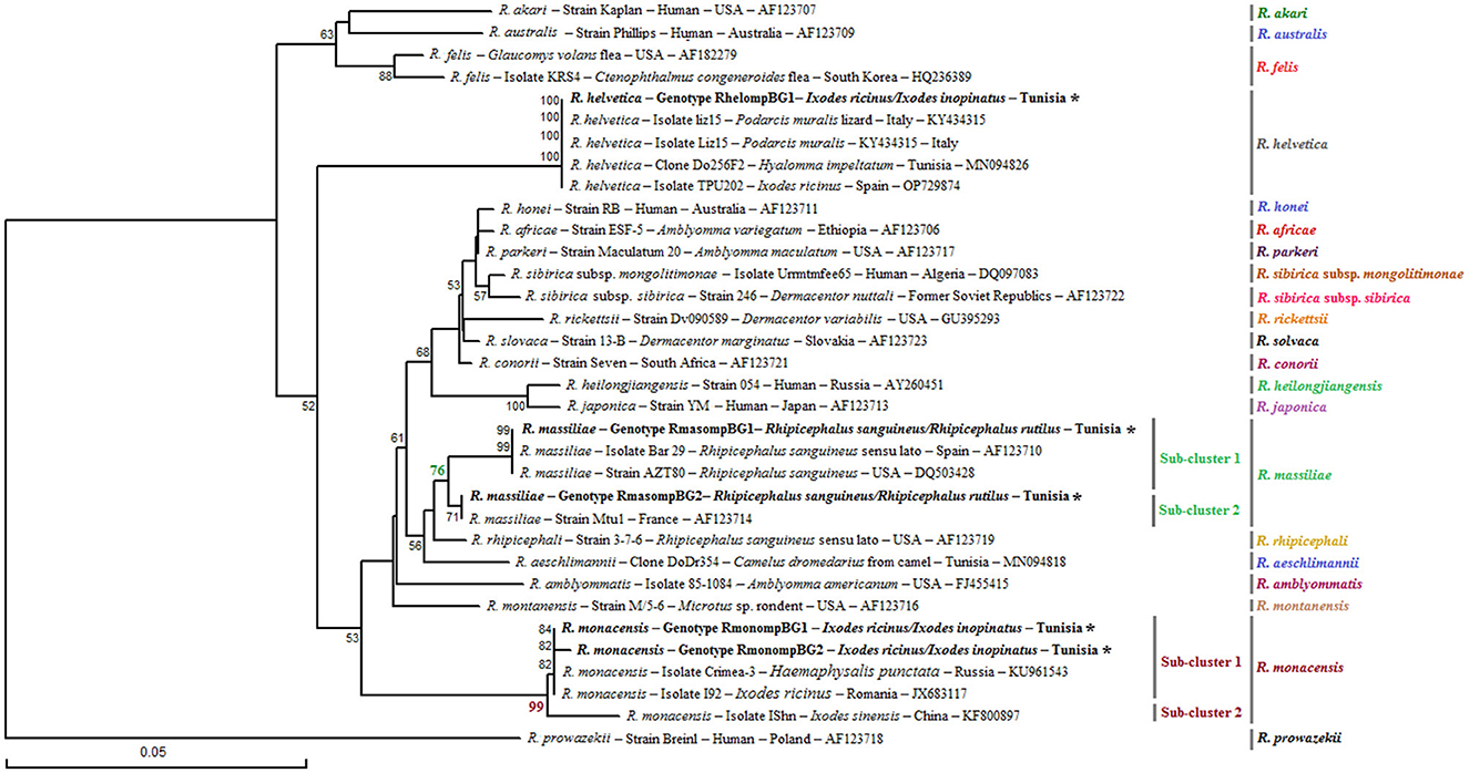Phylogenetic tree of Rickettsia species based on partial ompB sequences (382 bp) of Rickettsia spp. obtained in this study, along with selected representative sequences of the genus Rickettsia. Bootstrap values from 1,000 replicates are shown above the branches (only values above 50% are displayed). Partial ompB sequences representing the different Rickettsia genotypes identified in this study are shown in bold and marked with an asterisk. Information on the host or vector, genotype, strain or isolate name, country of origin, and GenBank accession number is provided. A partial ompB sequence from Rickettsia prowazekii was included as an outgroup.