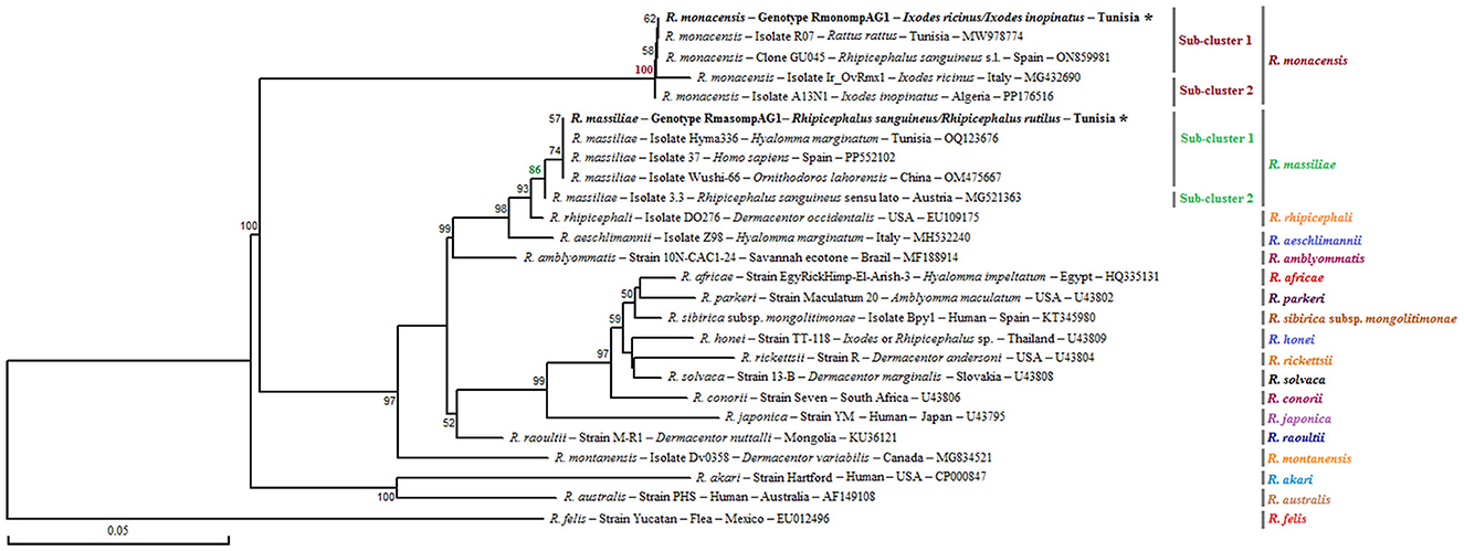 Neighbor-Joining tree based on the alignment of partial ompA sequences (490 bp), showing newly obtained sequences from ticks collected in vegetation. Bootstrap values from 1,000 replicates are shown at each node (only values above 50% are displayed). Rickettsia spp. genotypes identified in this study are shown in bold and marked with an asterisk. Information on the host or vector, genotype, strain or isolate name, country of origin, and GenBank accession number is provided. A partial ompA sequence from Rickettsia felis was included as an outgroup.